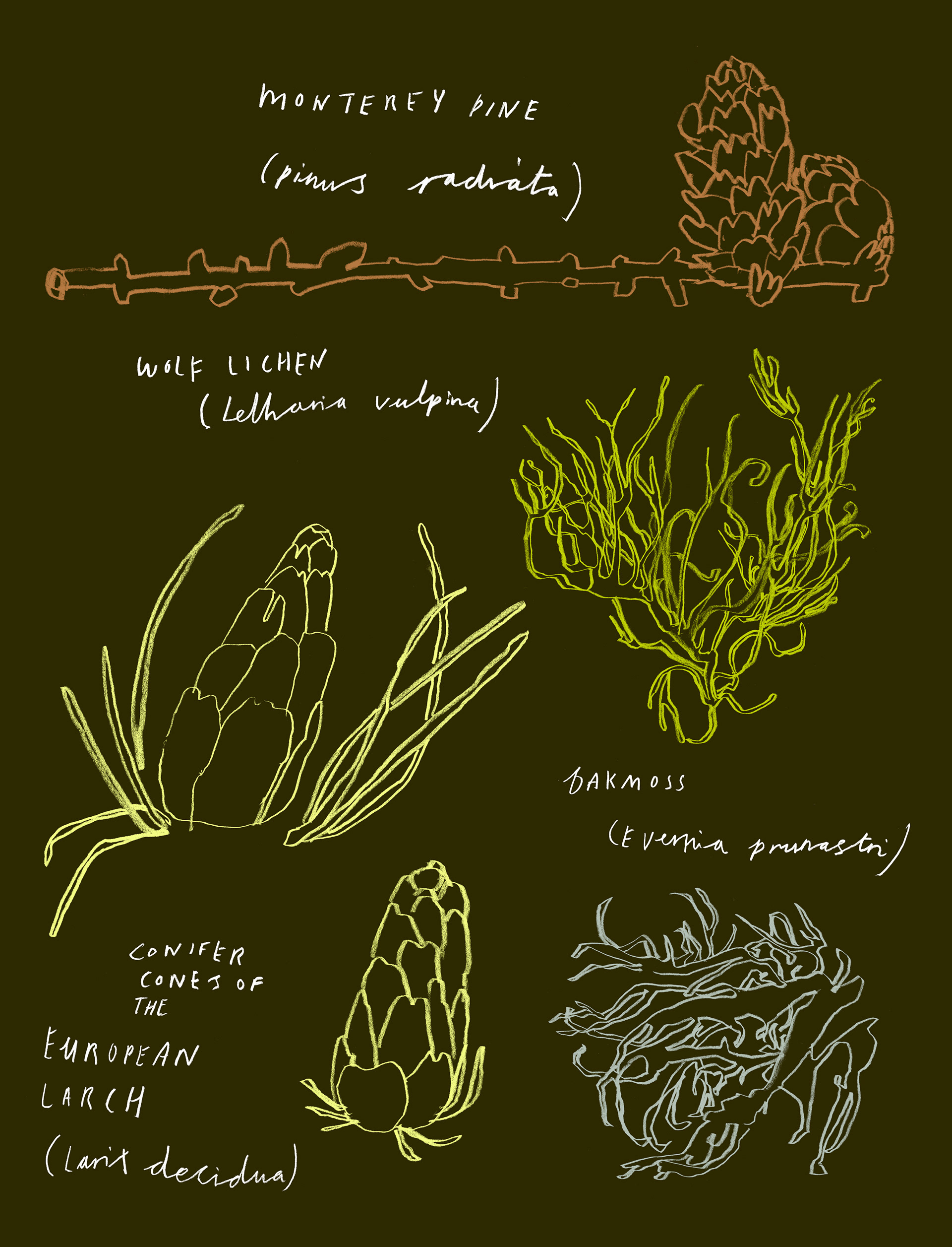 Botanical Findings, Zermatt, Switzerland, 2026