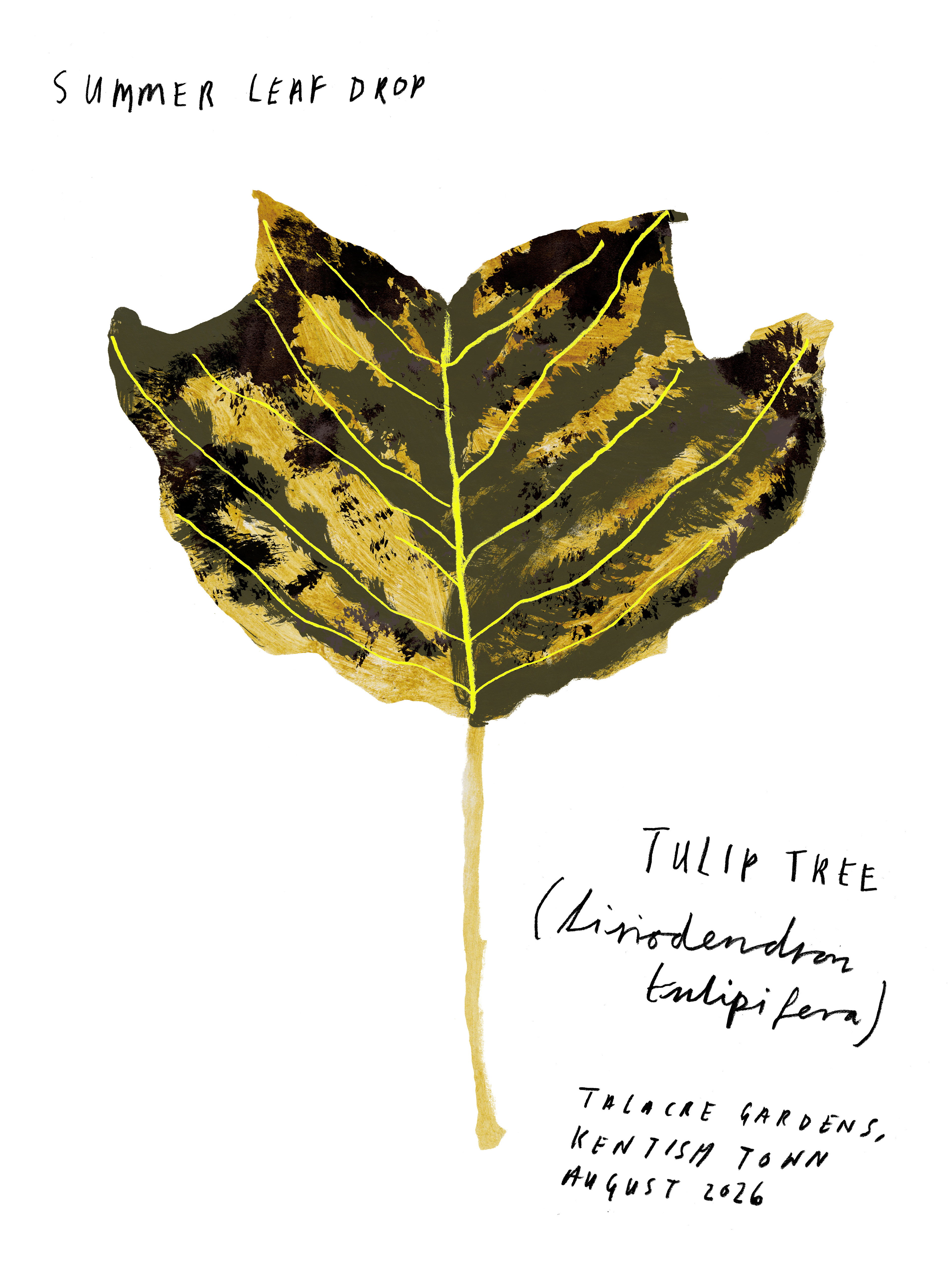 Tulip Tree Leaf, Talacre Gardens, 2026