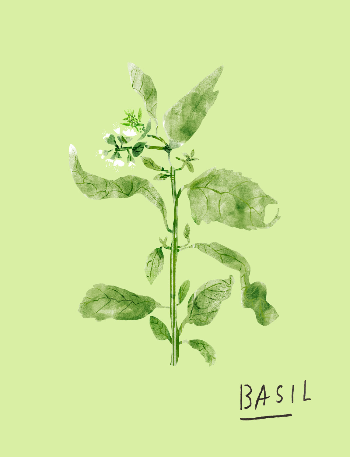 Basil, 2025