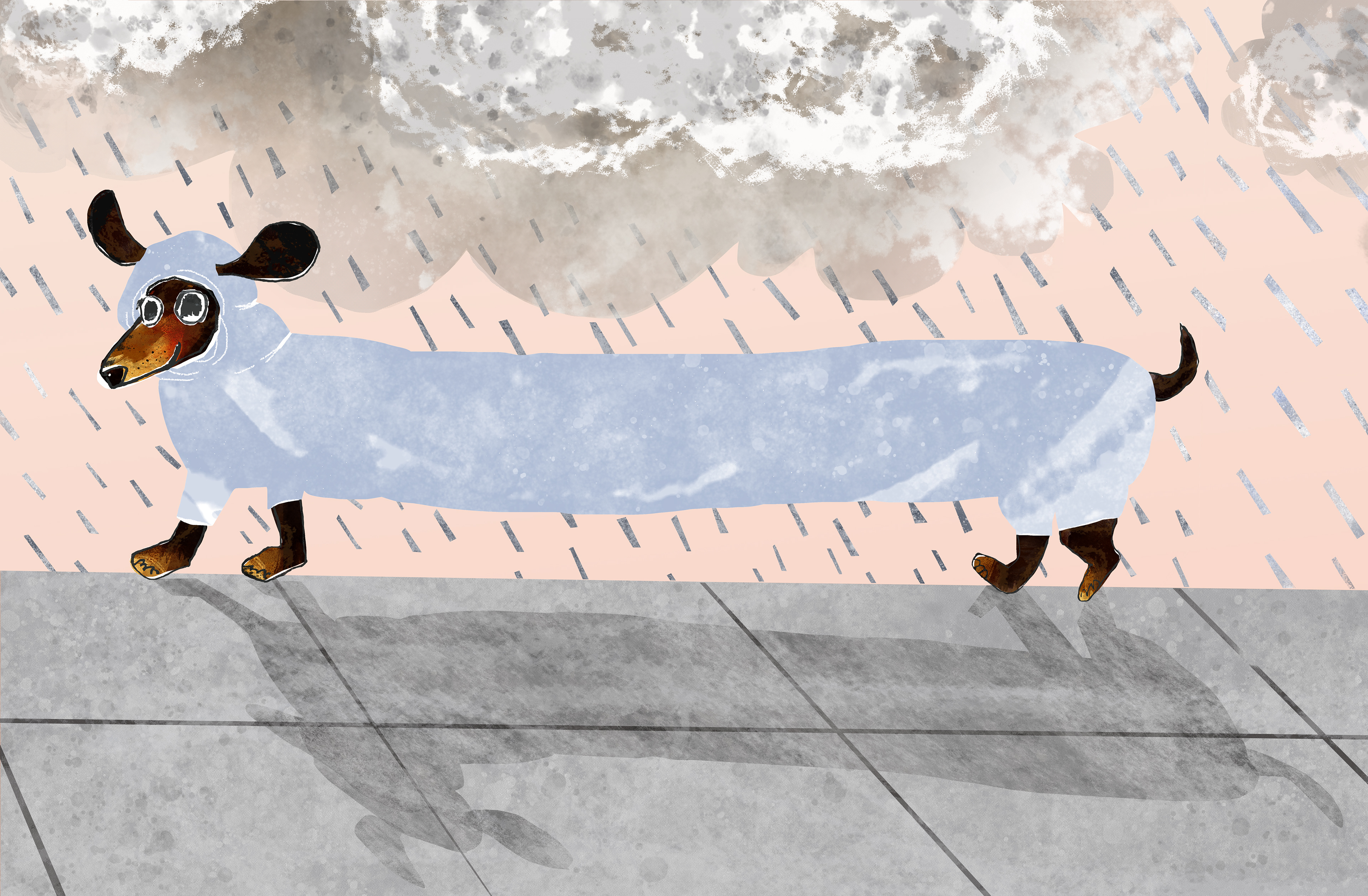 Happy dachshund in Primrose Hill, 2025