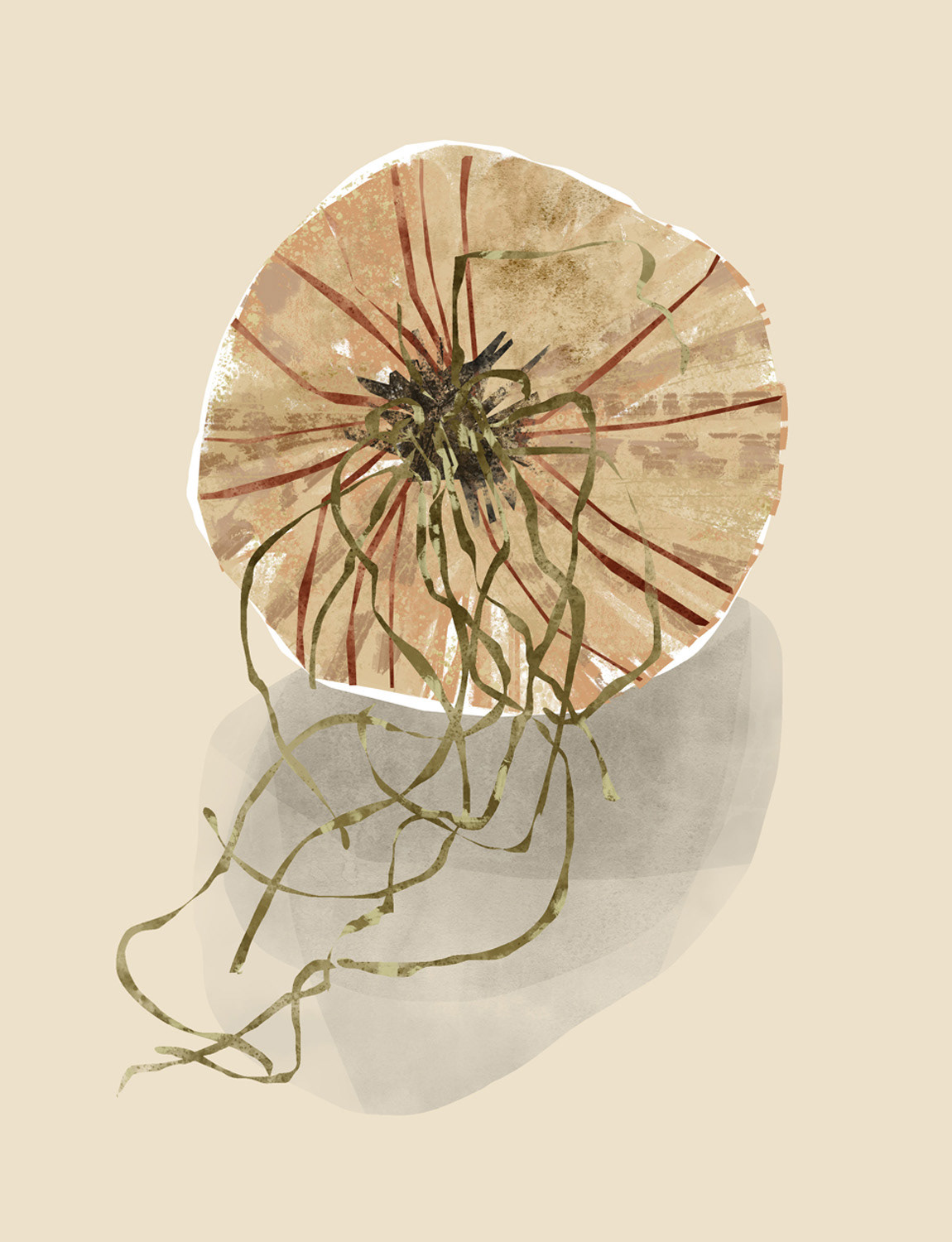 Onion from local veg box, 2025