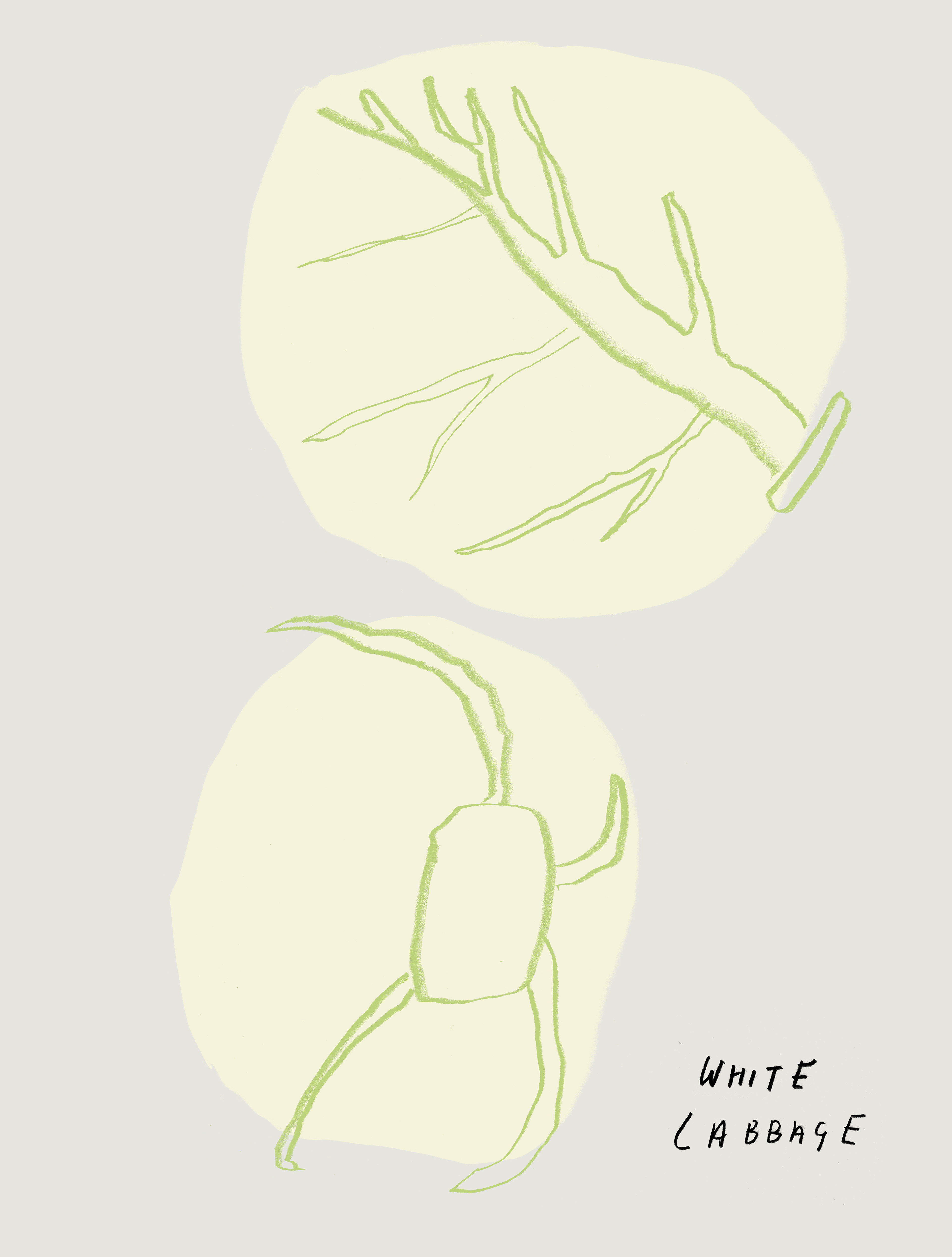Cabbages, 2026