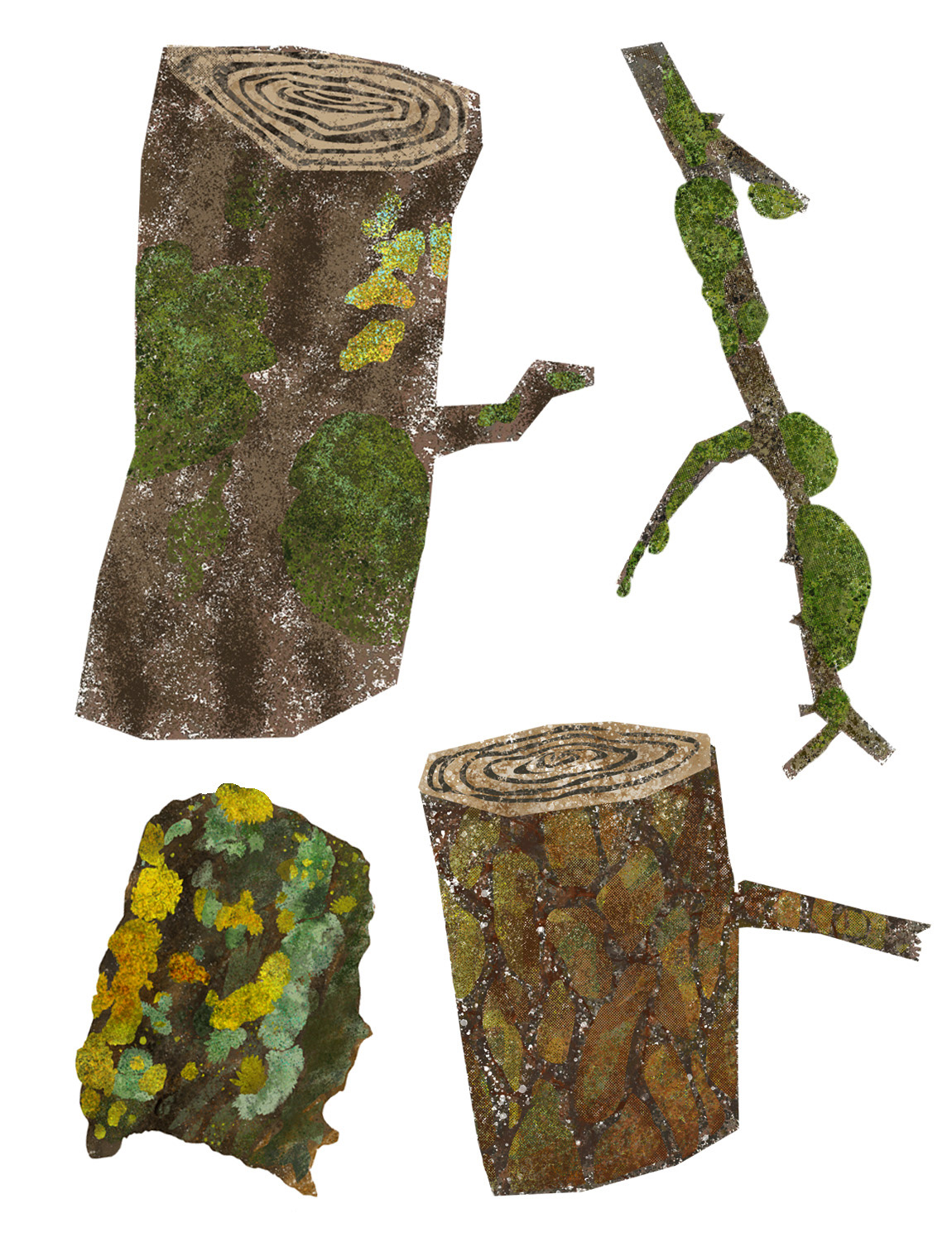 Study of lichen & moss, 2025