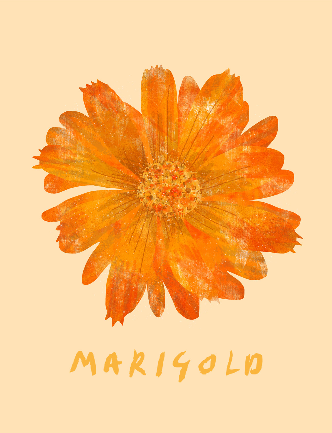 Marigold grown from seed, 2025