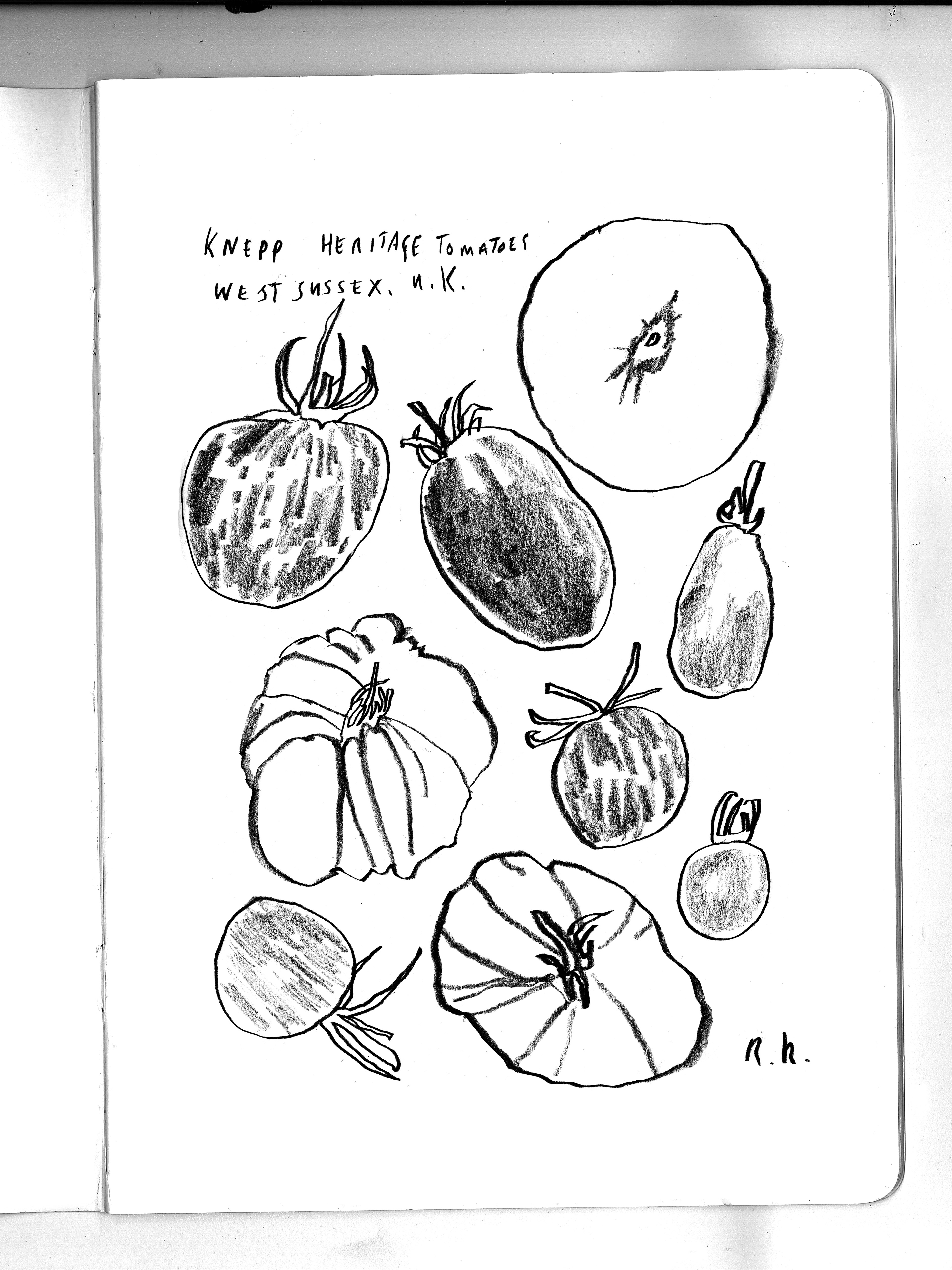Knepp Market Garden Tomatoes, Sussex, 2026