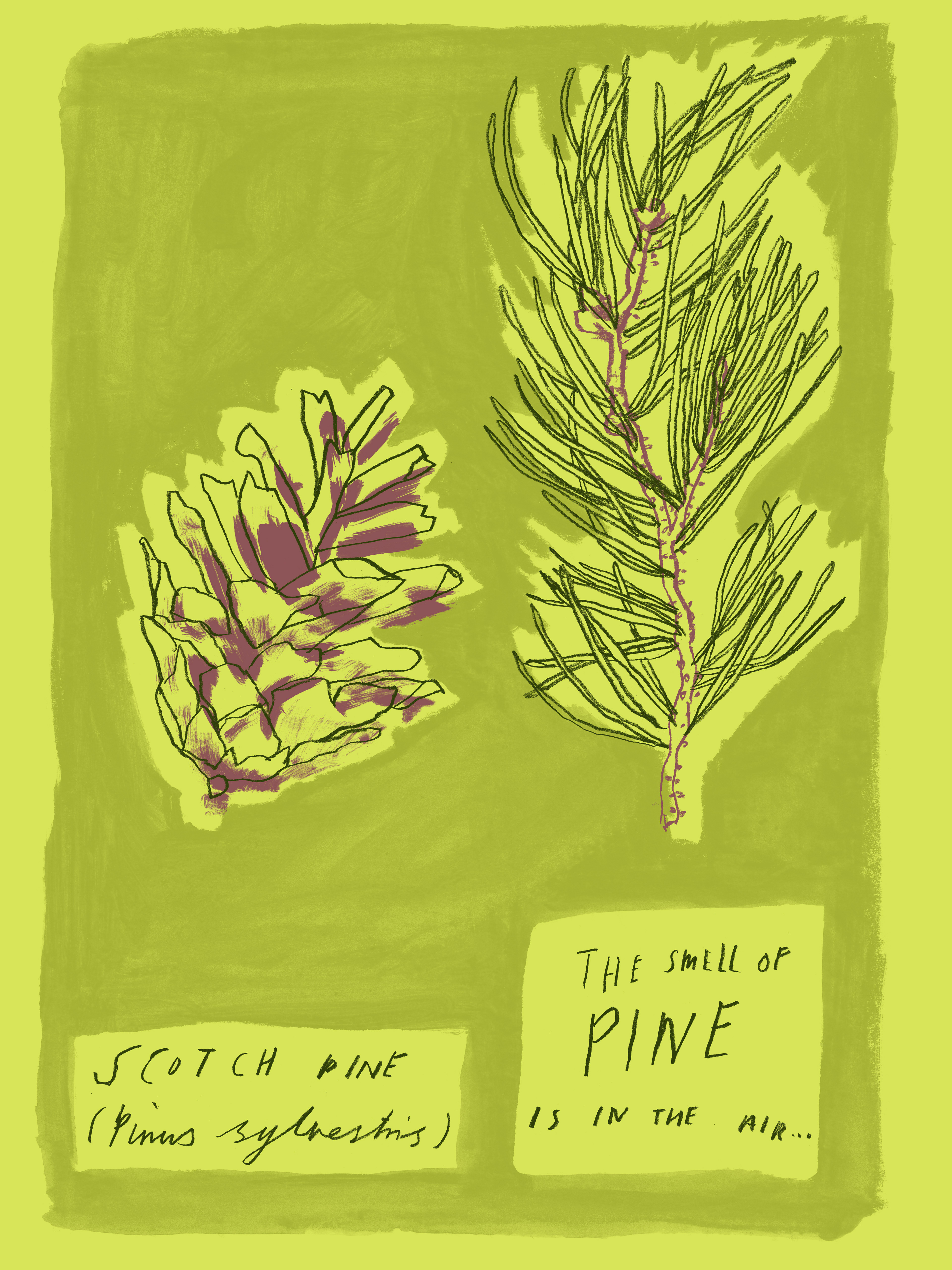 Scotch Pine, 2026
