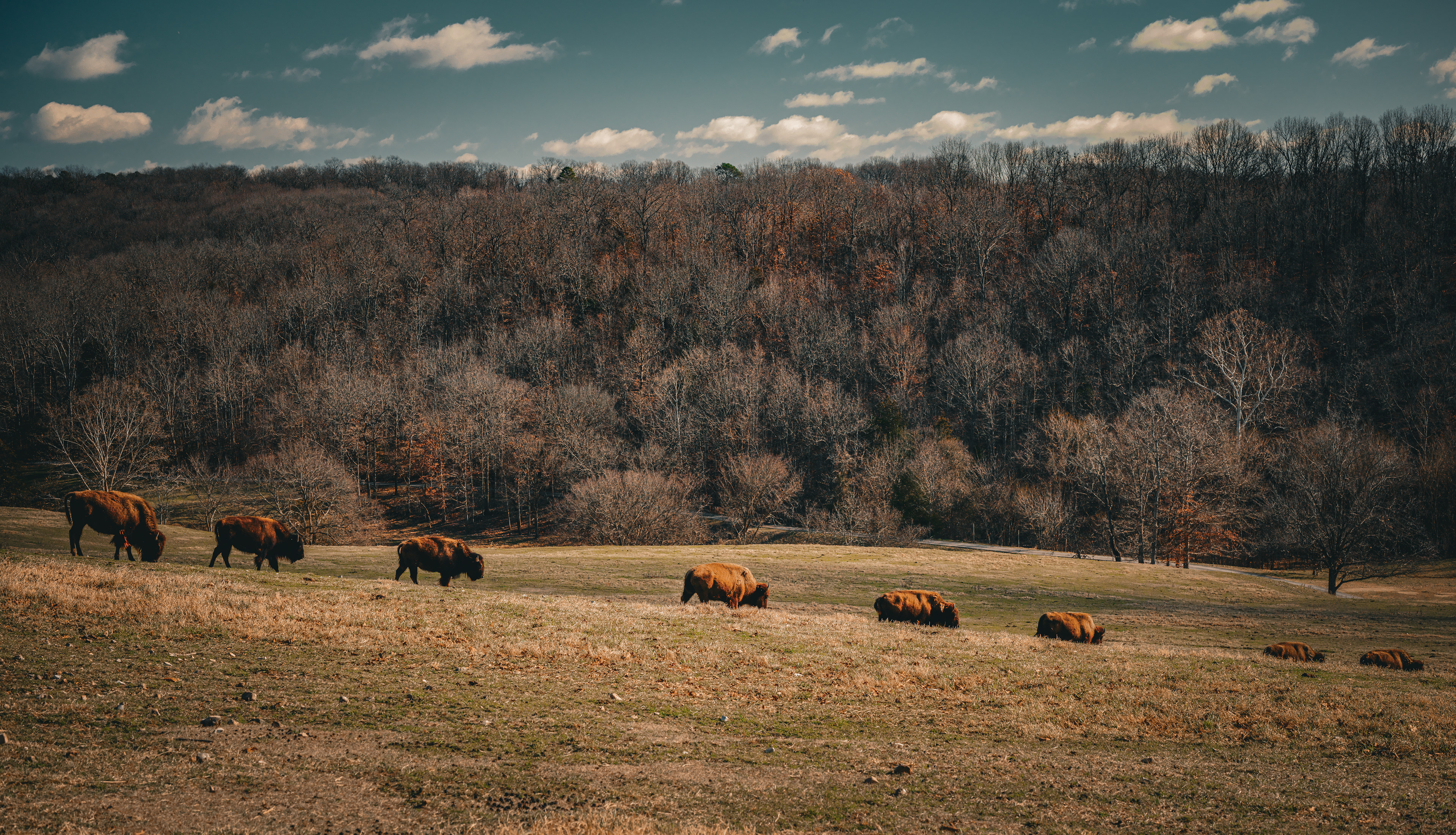Bison Herd Dogwood Canyon 