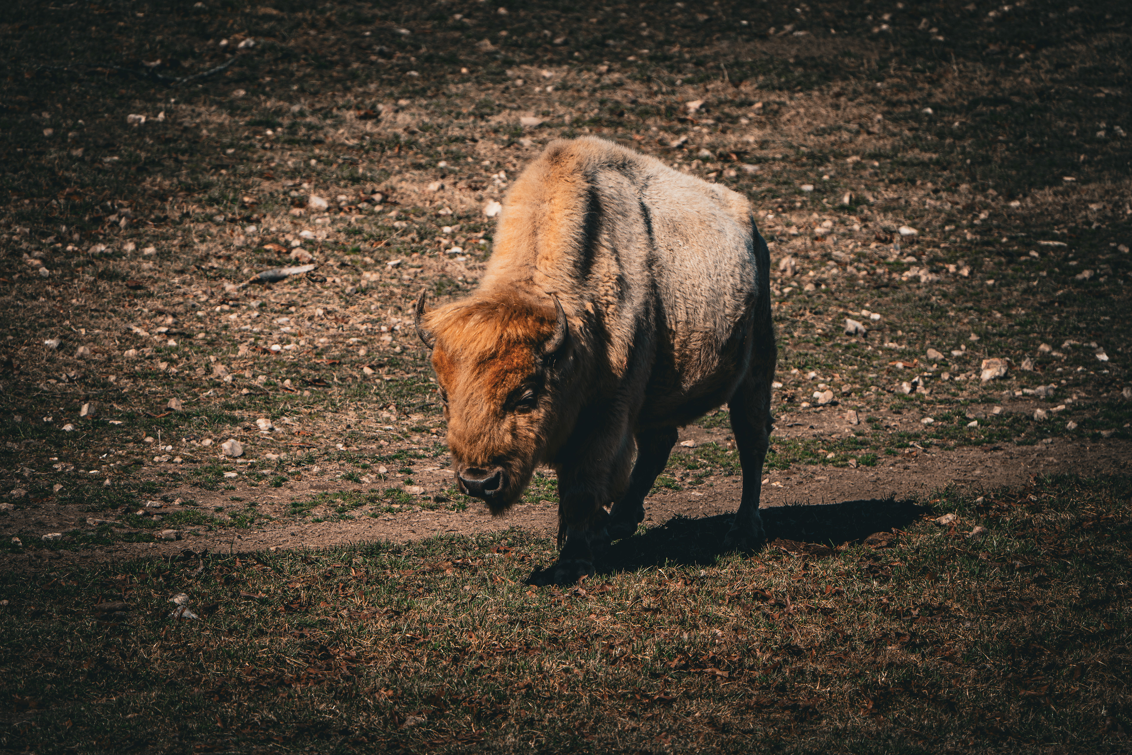 Albino Bison