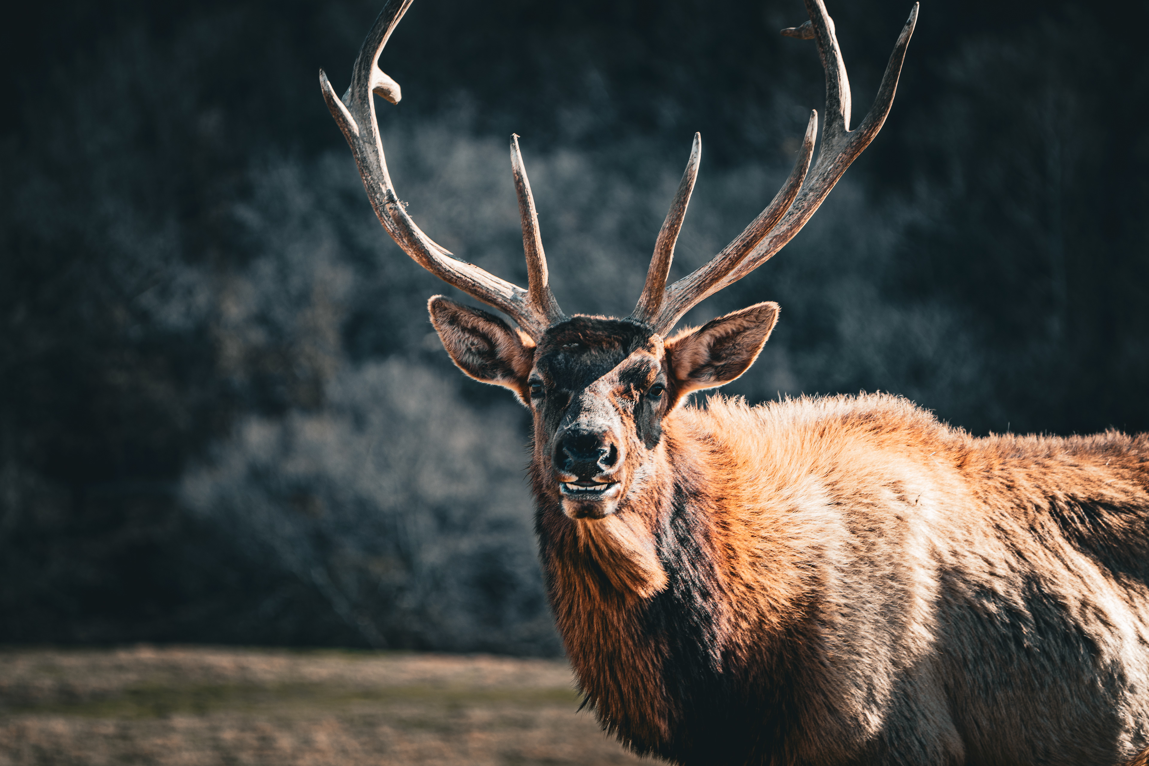 Elk