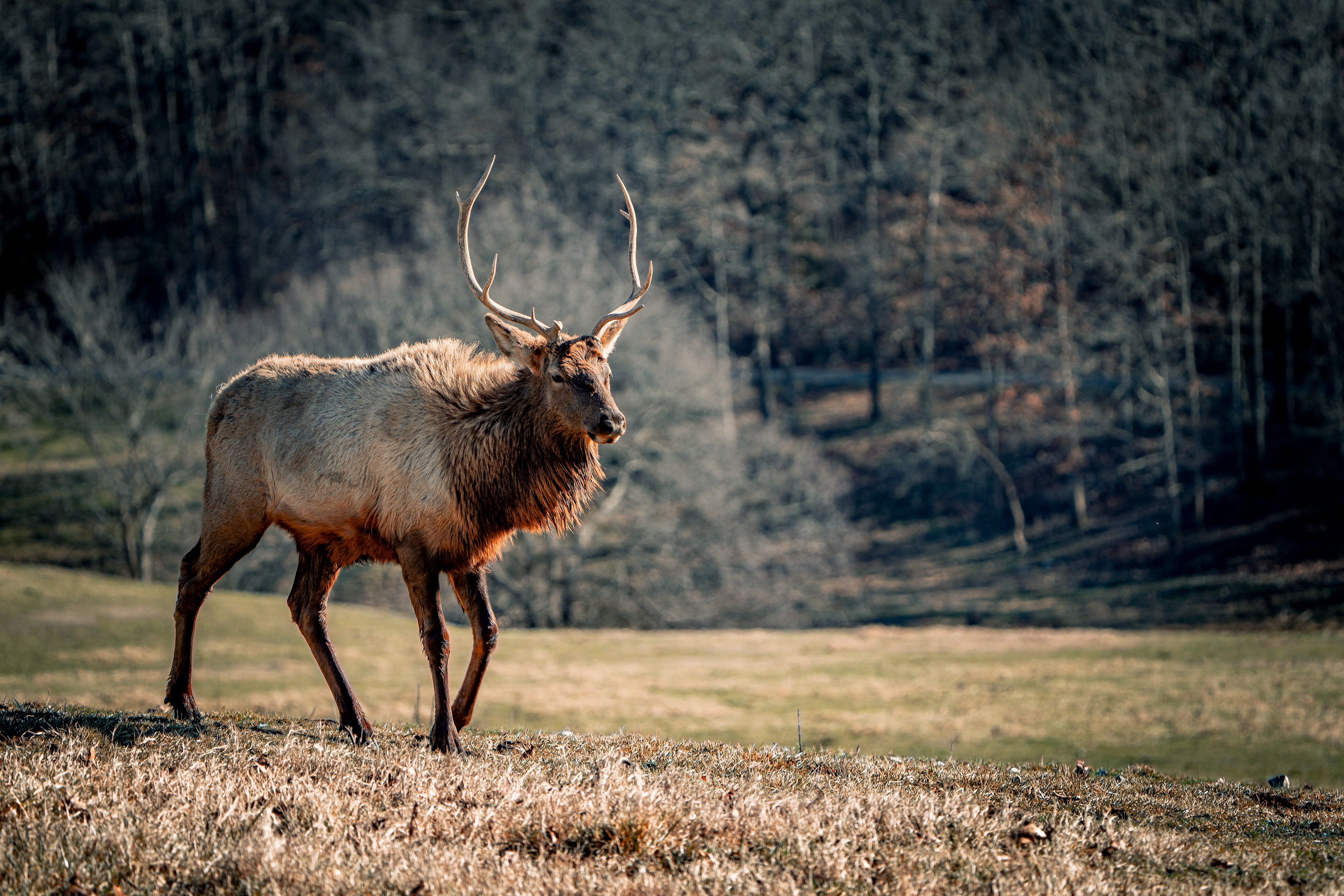 Elk
