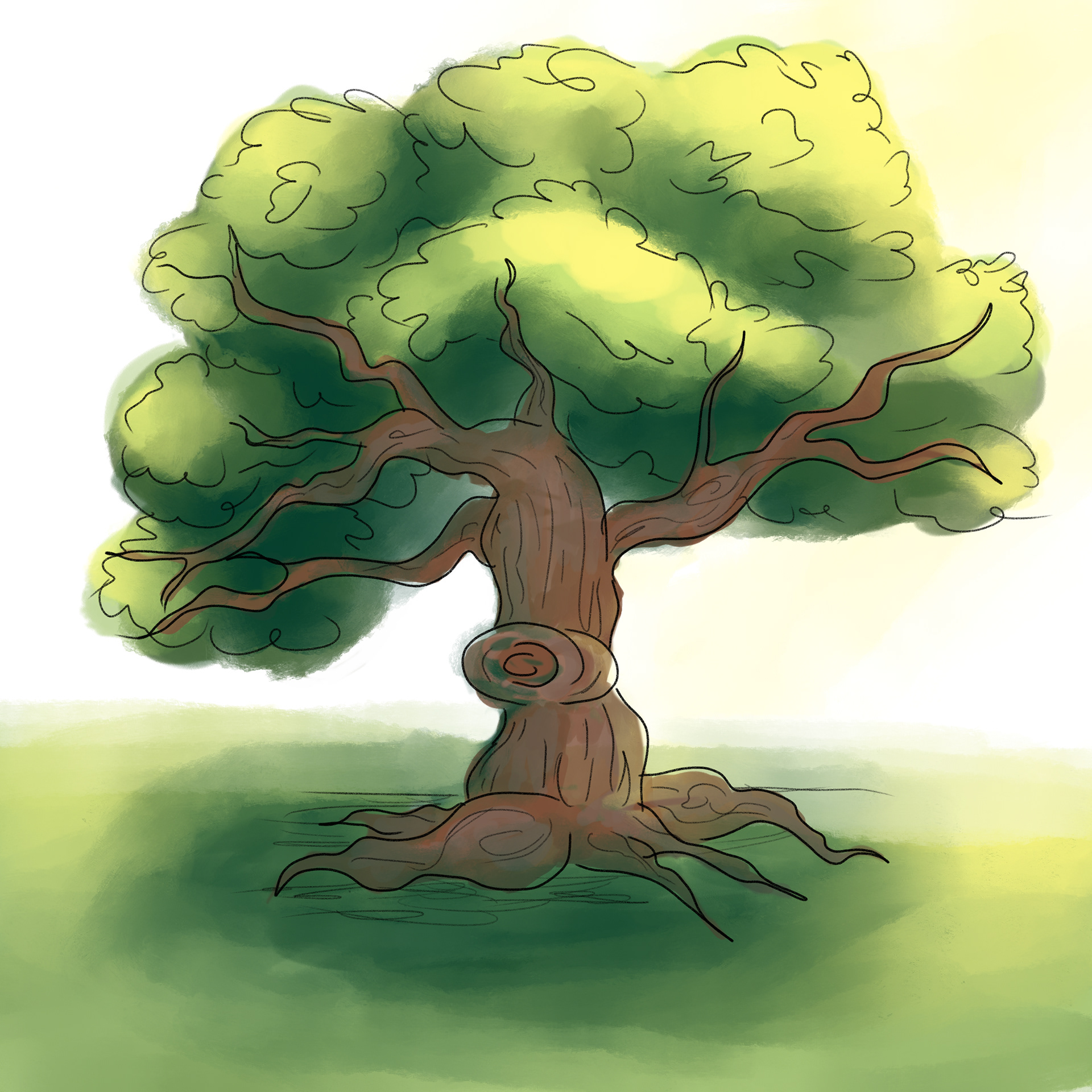 Spring Oak