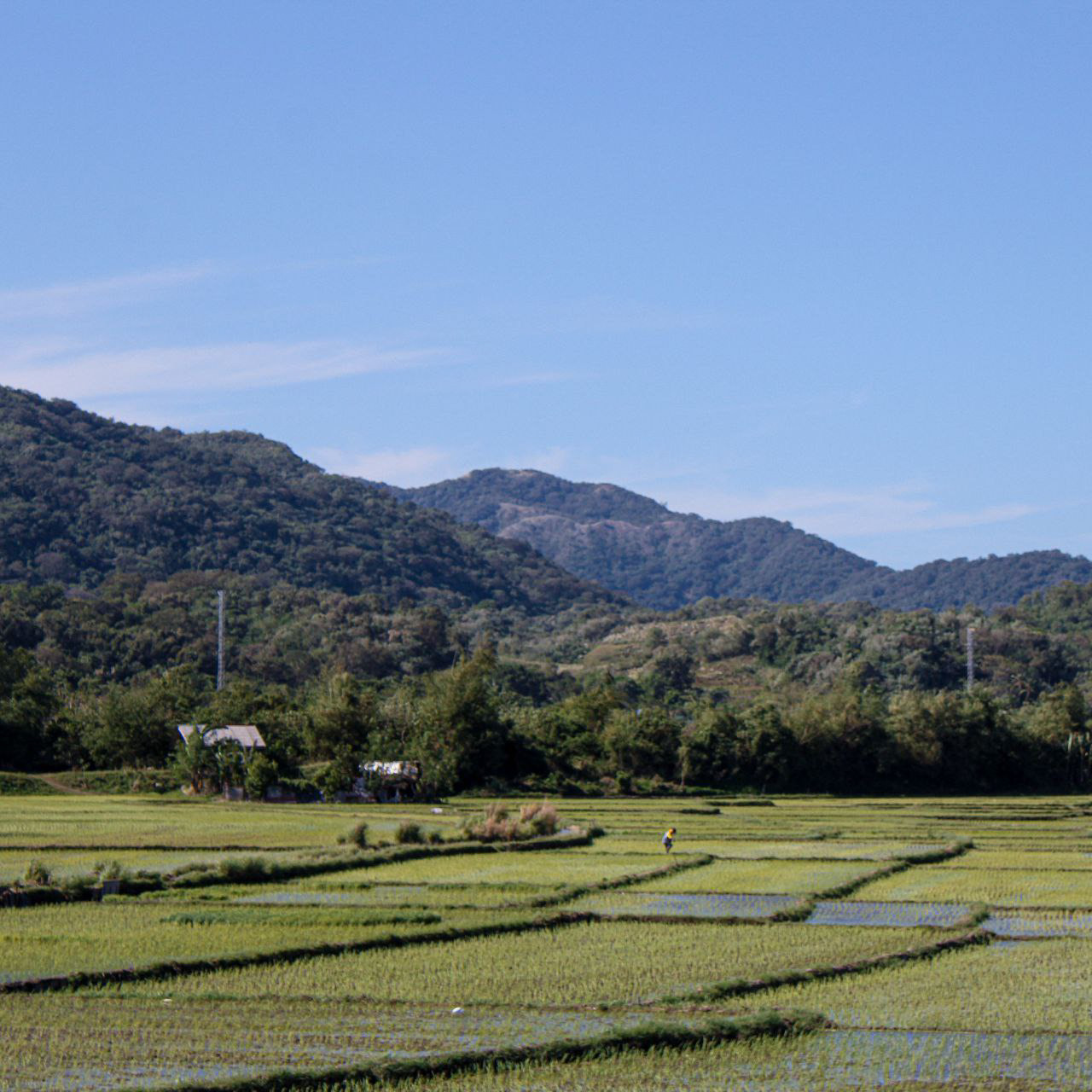 Bangui Rice Fields