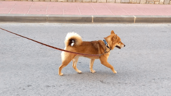 A dog shiba inu is walking on the leash