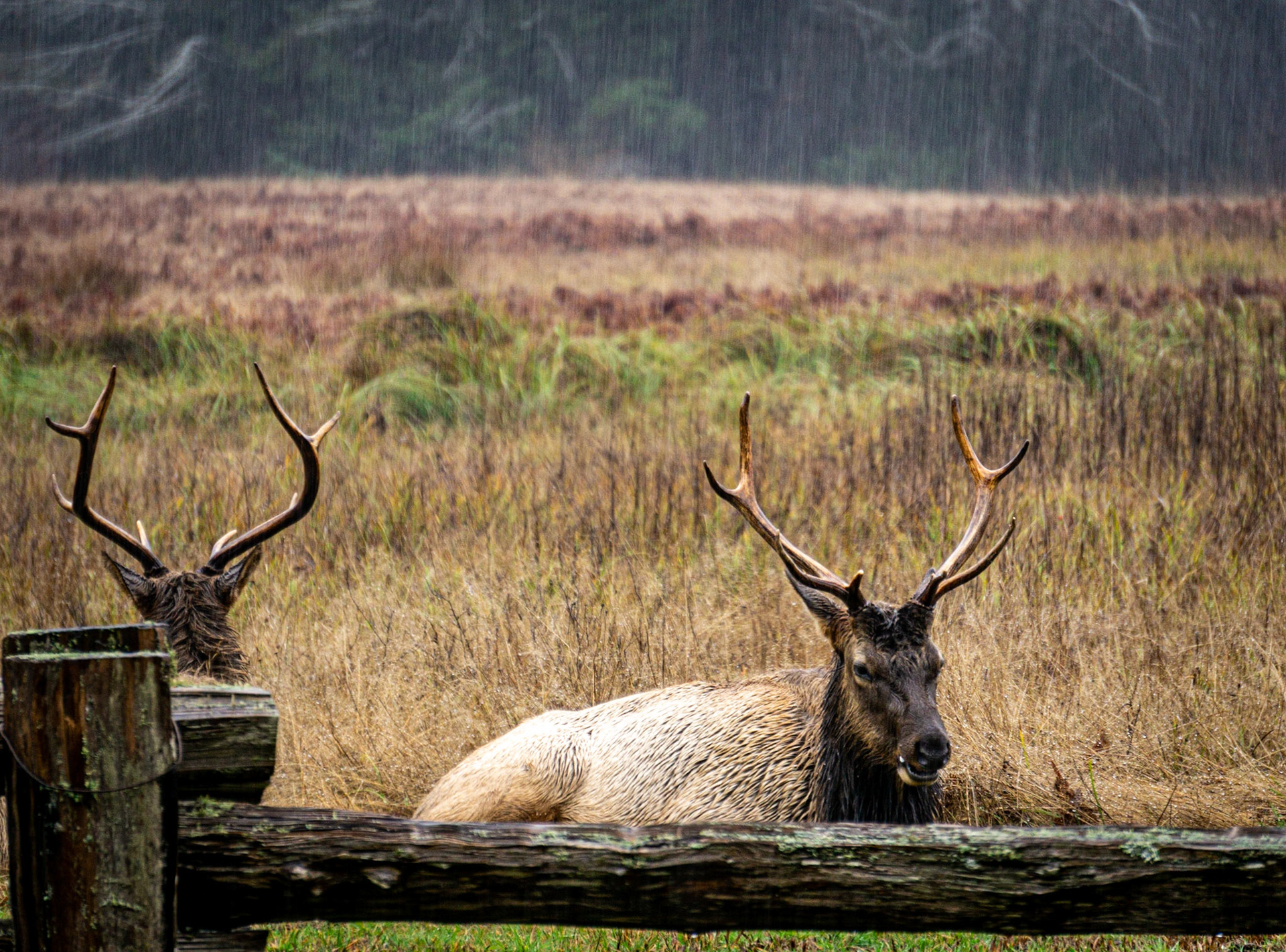 Redwood National Park, CA