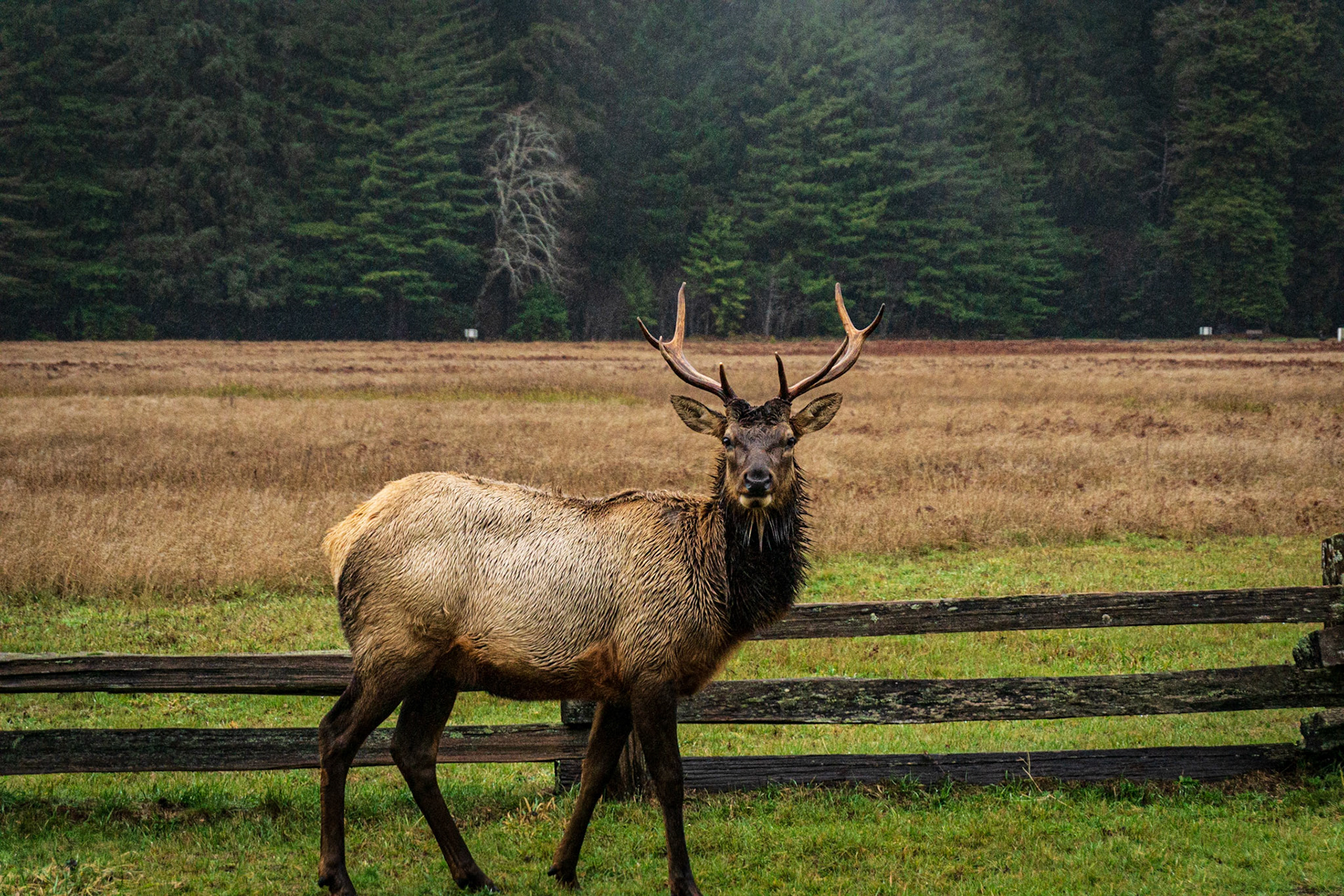 Redwoods National Park, CA