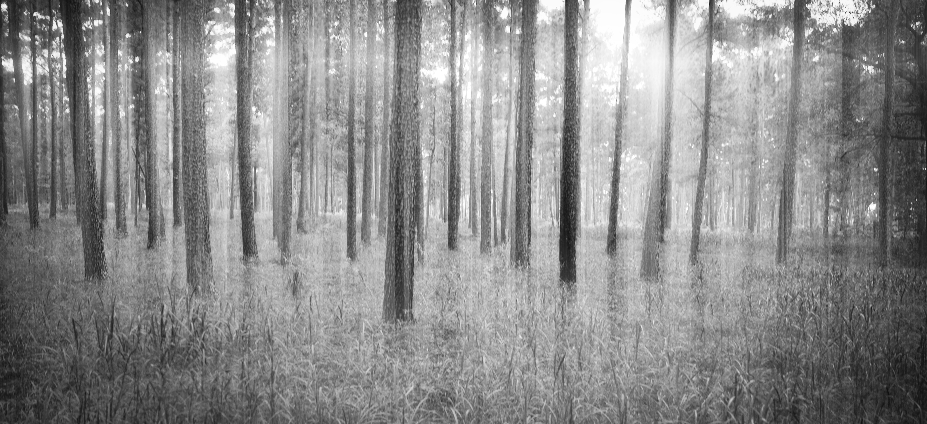A black-and-white, wide-angle photograph of a dense pine forest with a multi-exposure effect that creates ethereal, vertical streaks of light cutting through the trees. Bright light streams down from the upper right, illuminating a soft, textured field of tall undergrowth grass in the foreground while the deep woods gently blur into a hazy, atmospheric background.
