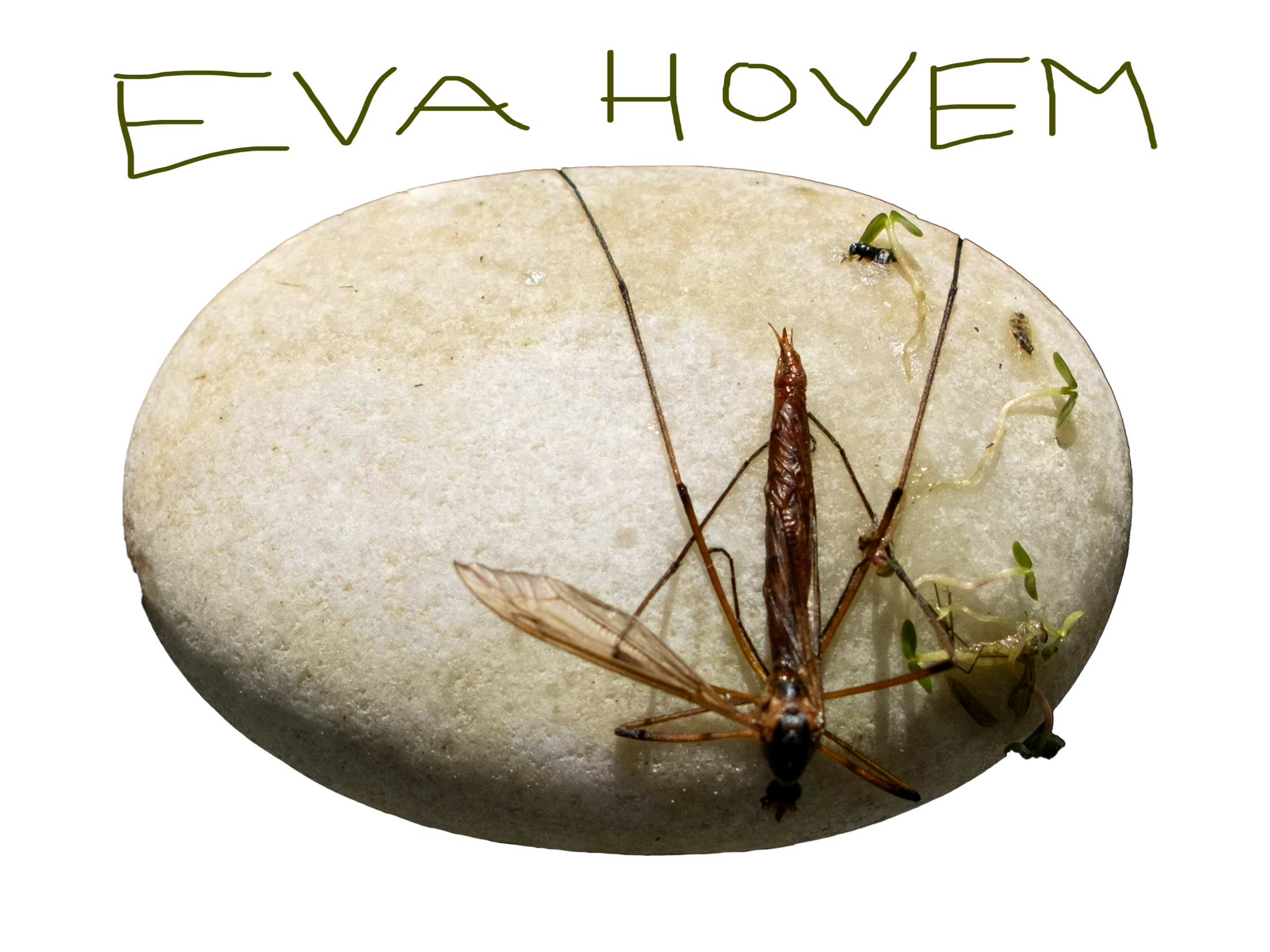 eva hovem gjelsvik