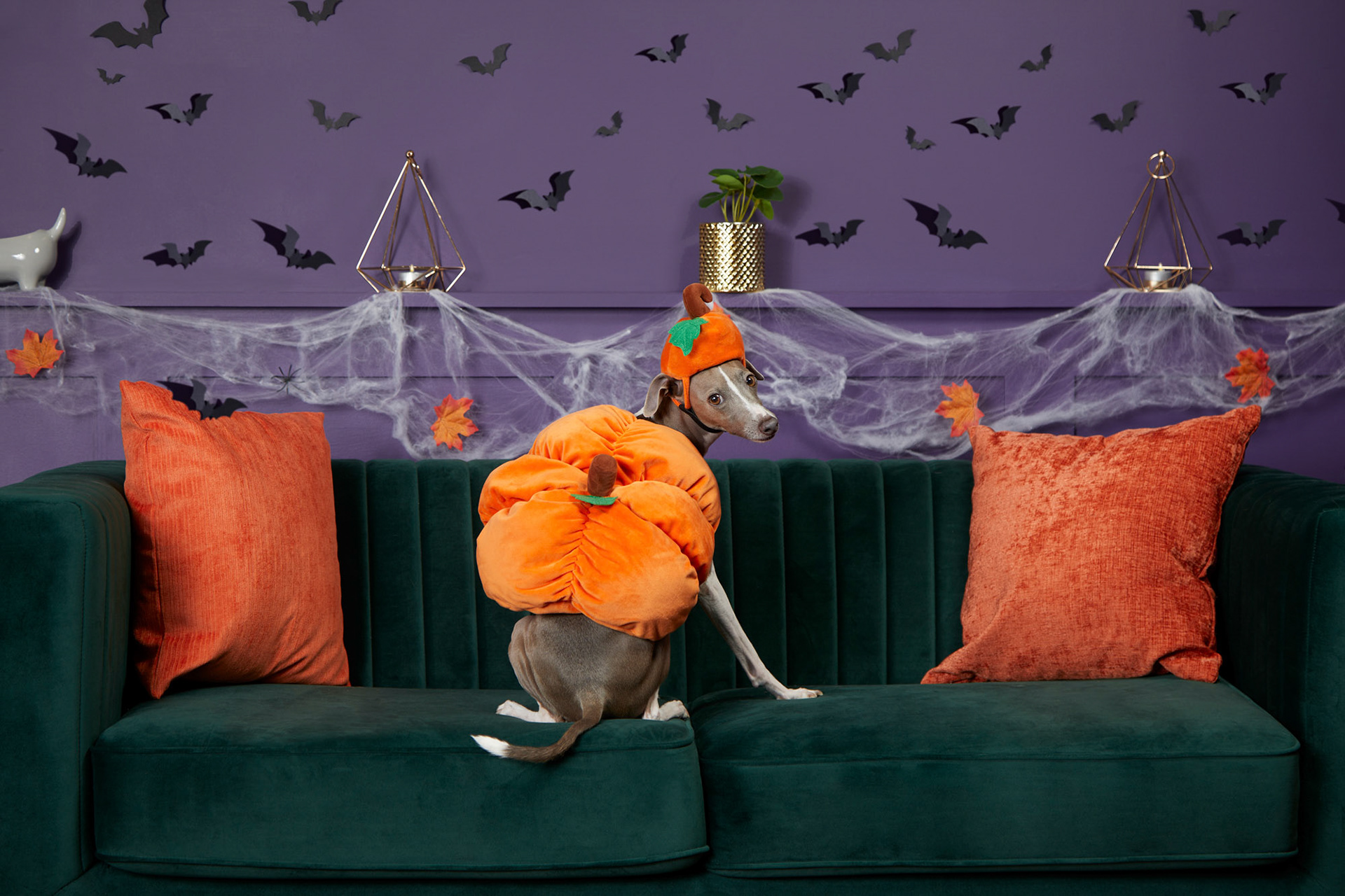 Pets at Home for Halloween