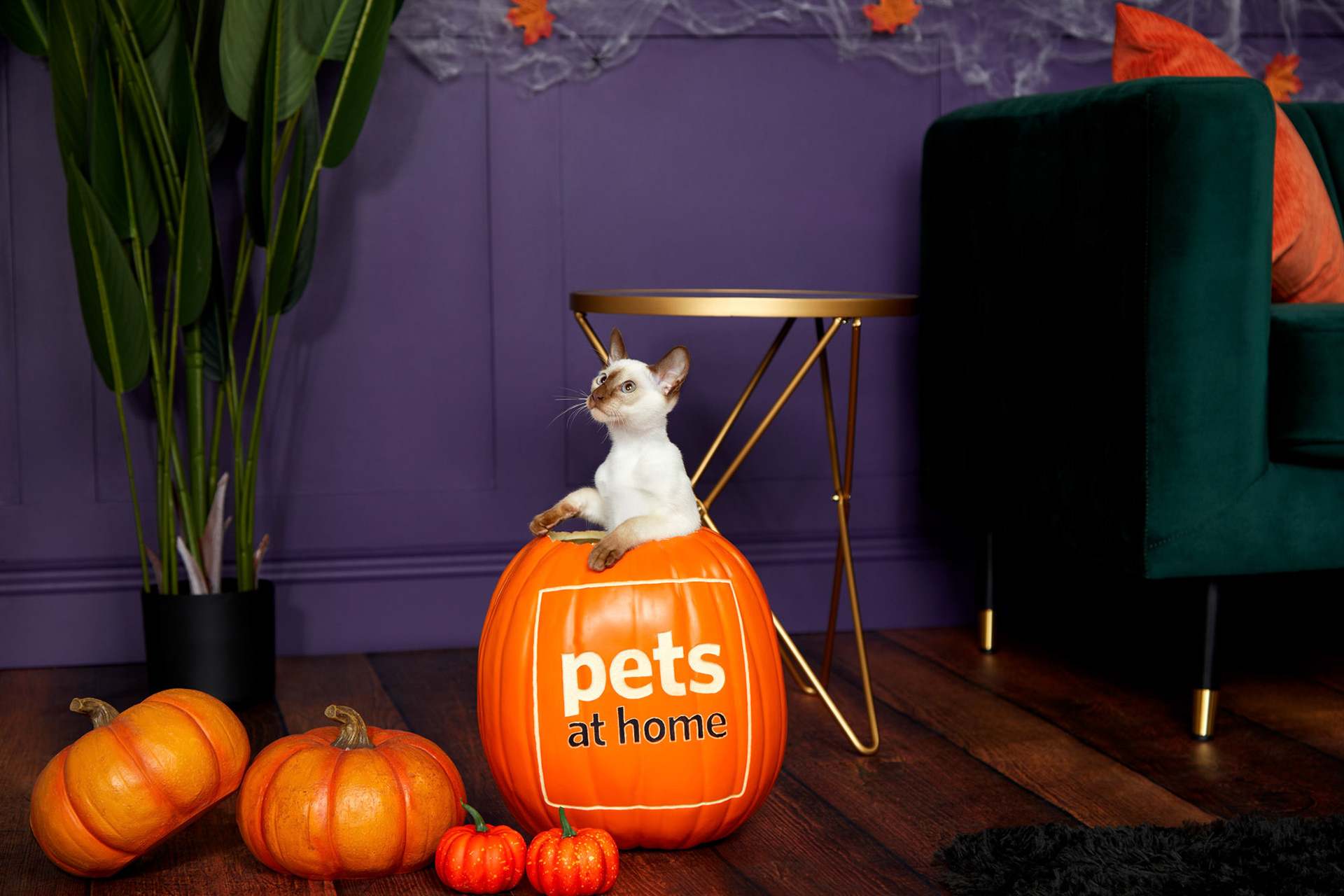Pets at Home for Halloween