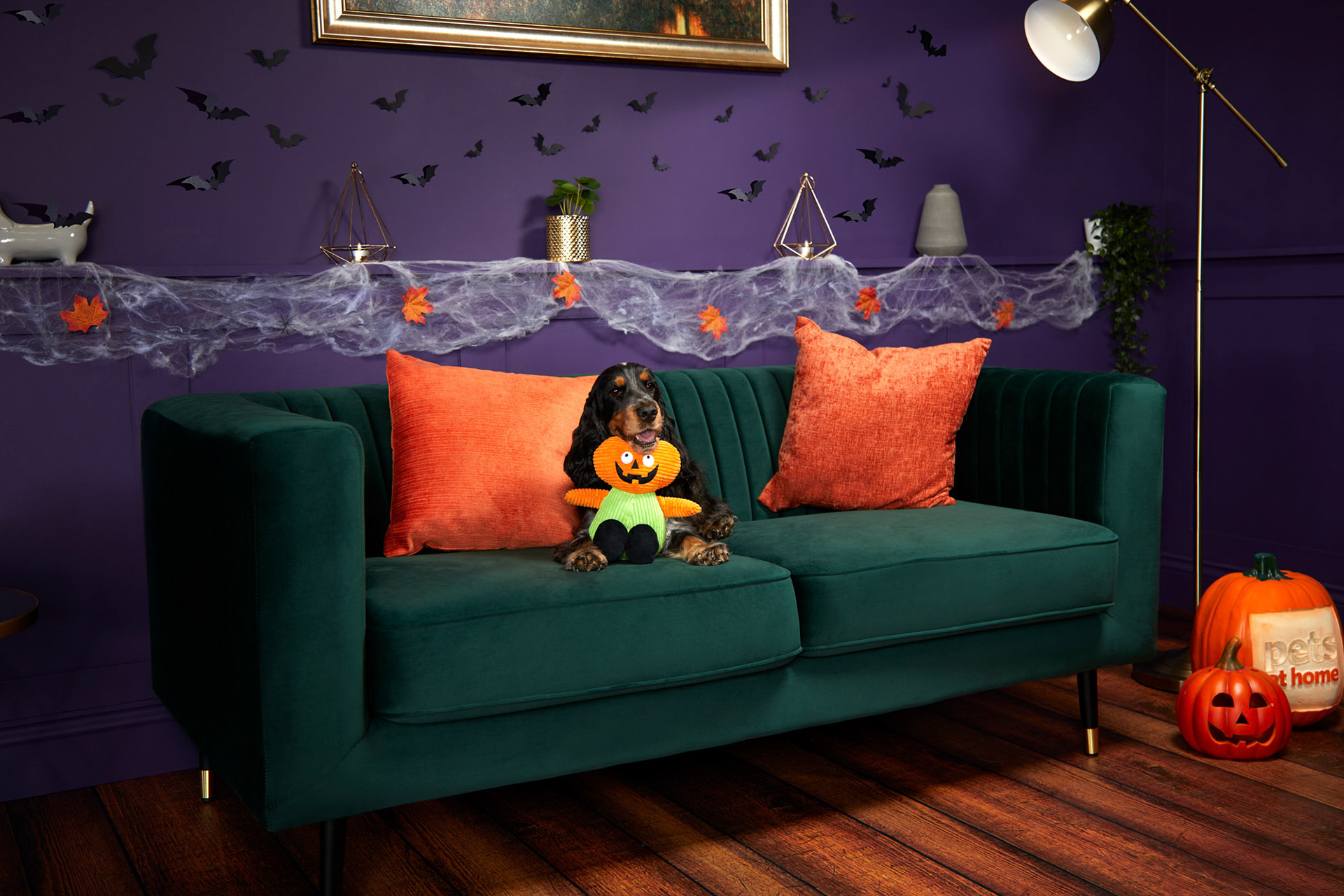 Pets at Home for Halloween