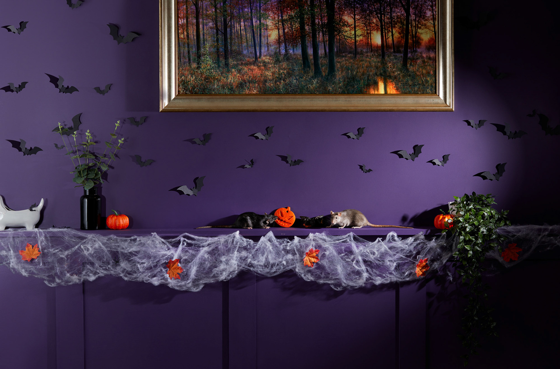 Pets at Home for Halloween