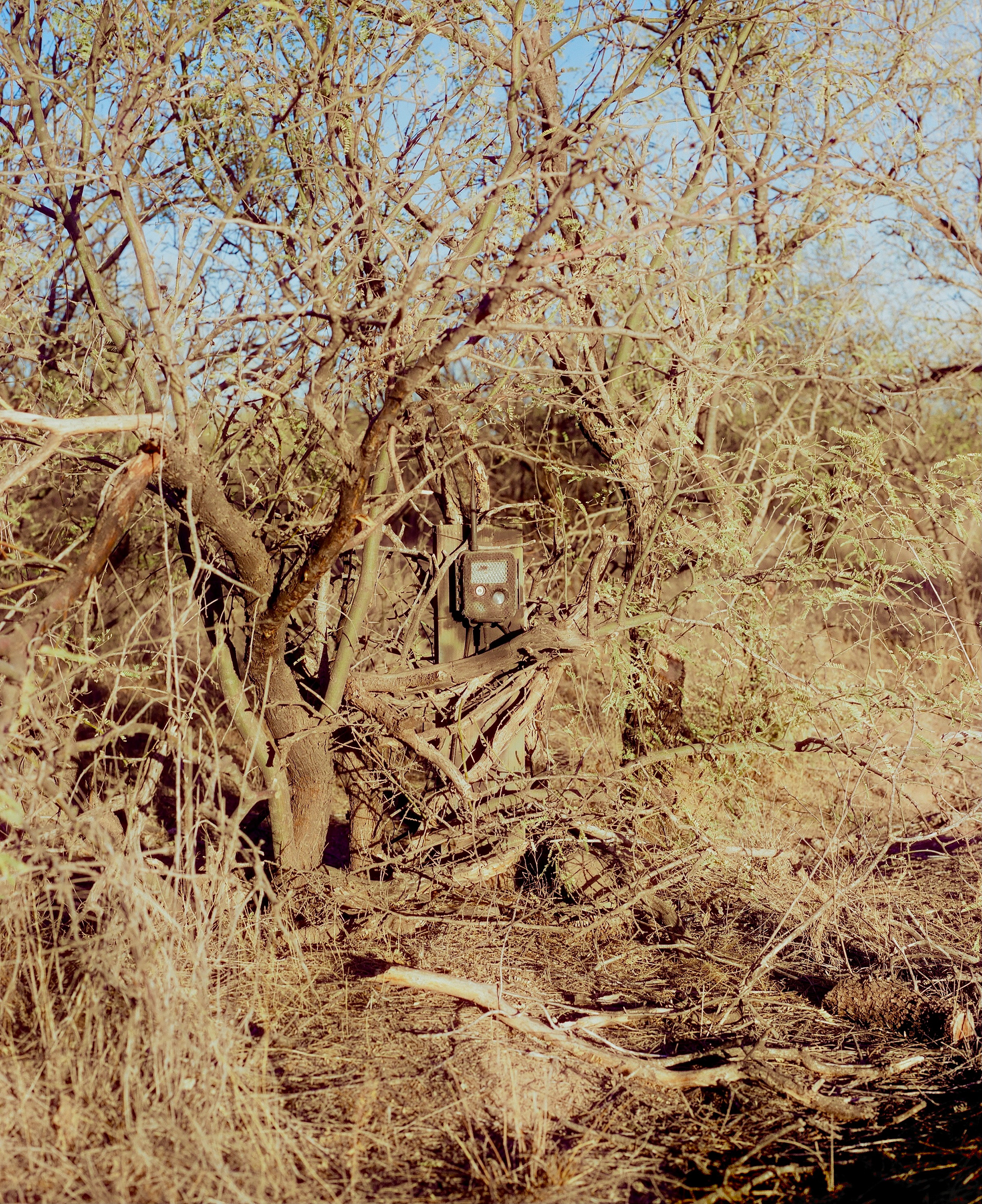 A "hidden" game camera set up by CBP