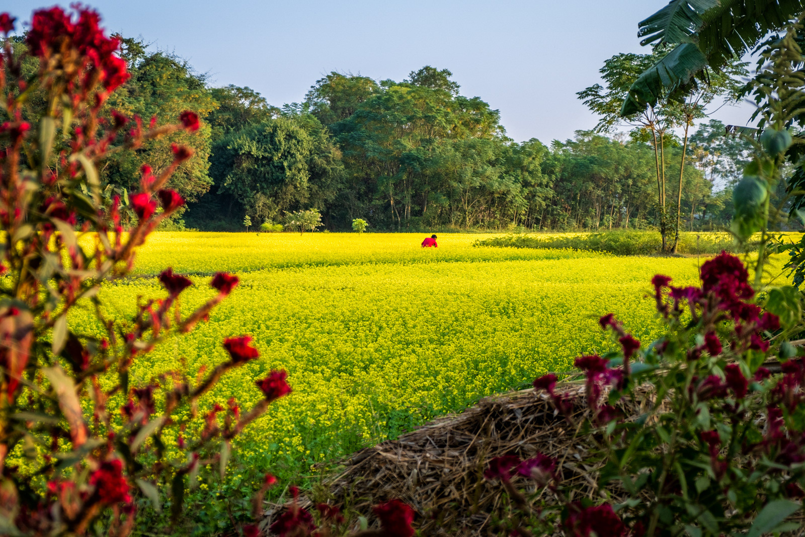 Tending to the fields.