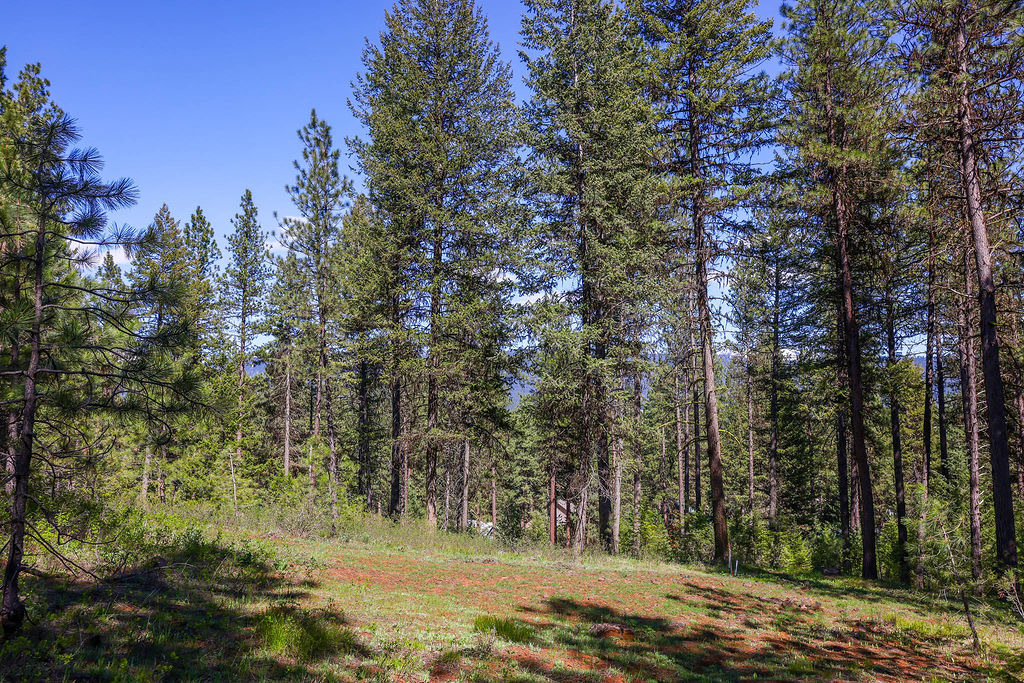 Gently Sloped Lot