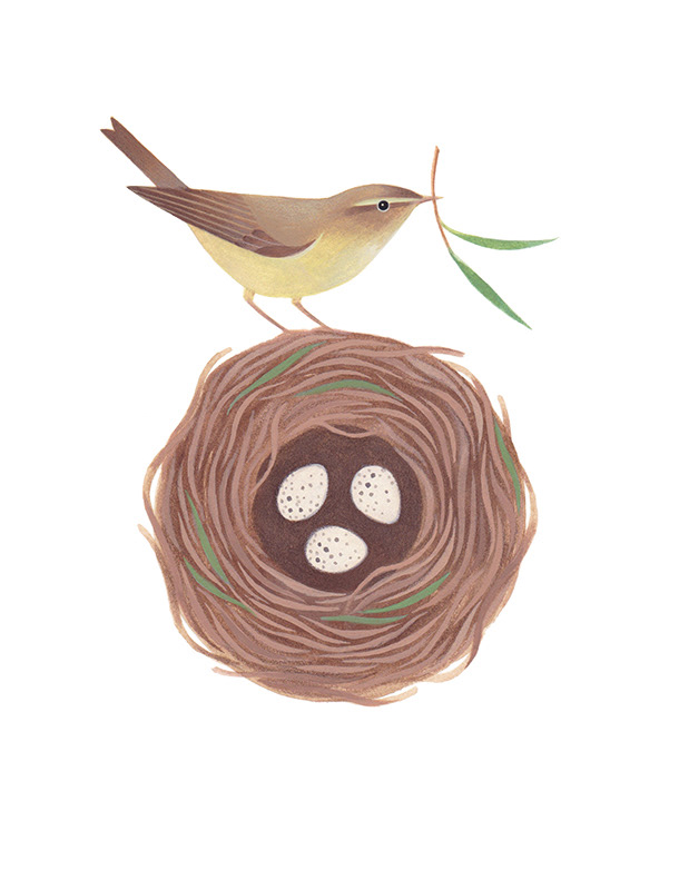 Painted illustration of a chiffchaff bird perched on a grass nest with three speckled eggs