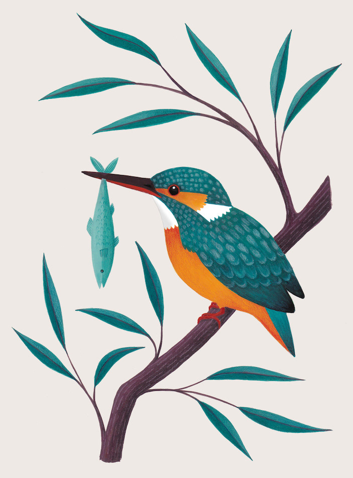 Illustration of a kingfisher with a fish in its beak by Laura Middleton