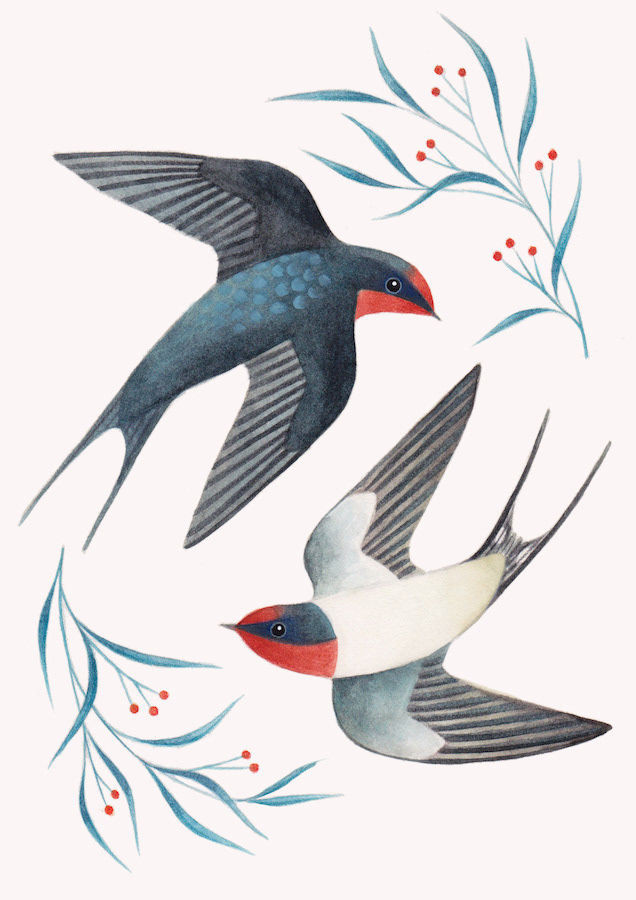Illustration of two barn swallows painted in watercolour by Laura Middleton