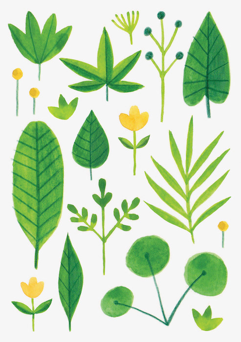 Illustration of various leaves by Laura Middleton