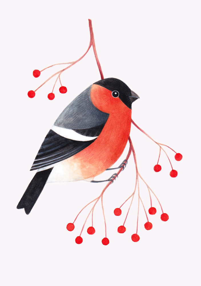 Illustration of a male bullfinch perching on a branch with berries