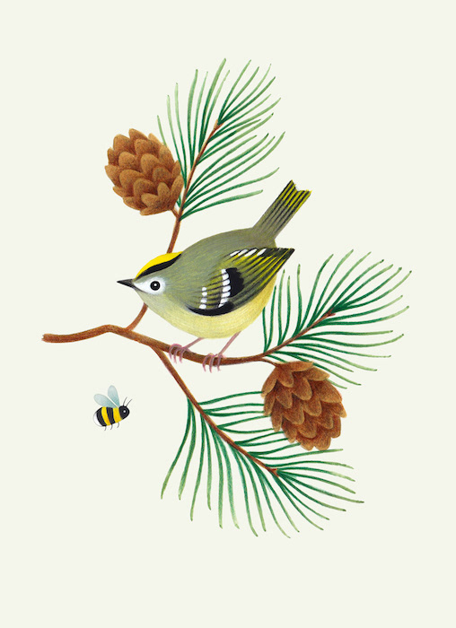 Illustration of goldcrest bird perching on a pine branch with pinecones and a bee