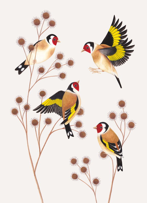Illustration with four goldfinches on dried burdock seed heads