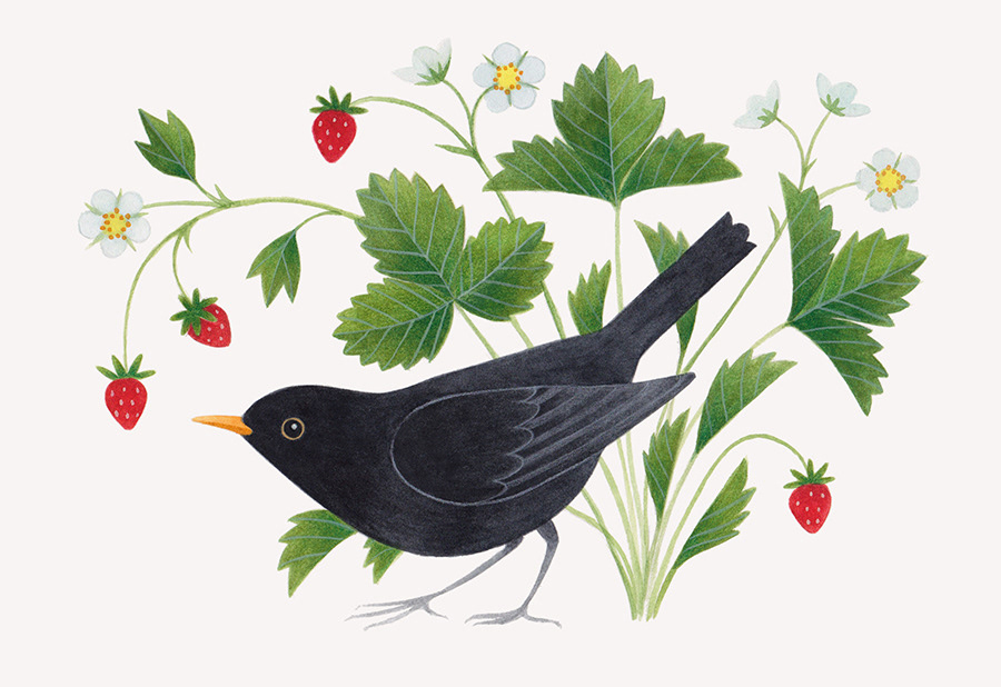 Illustration of a male blackbird with wild strawberries in watercolour and pencil