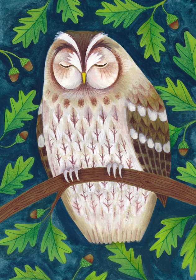 Illustration of tawny owl sleeping on an oak tree branch by Laura Middleton