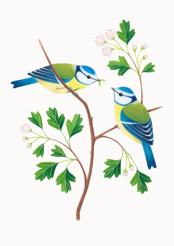 Illustration of two blue tits on a hawthorn branch with flowers