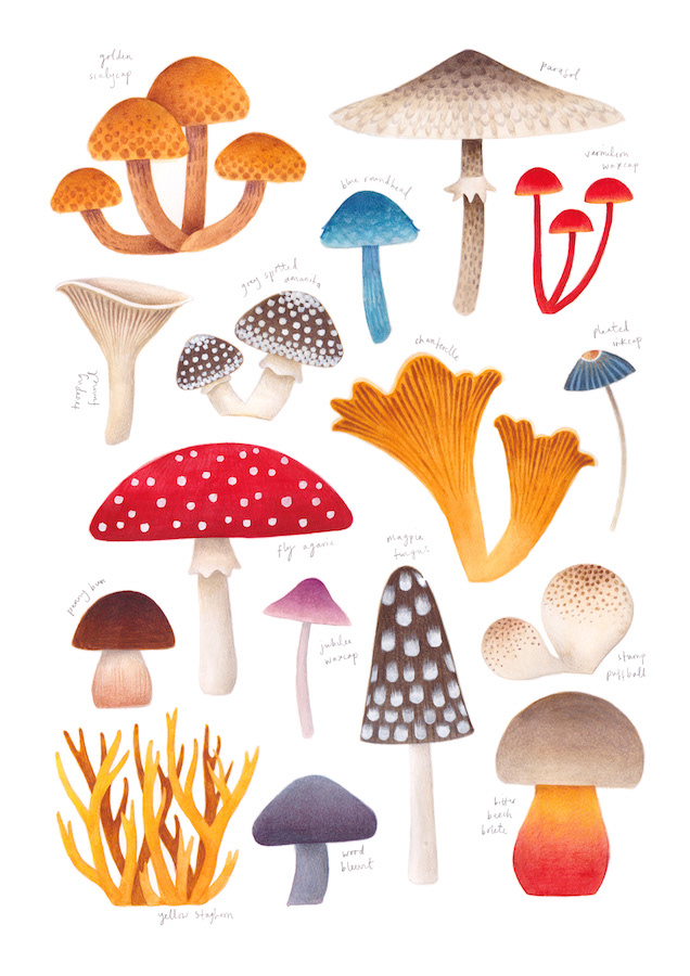 Illustration of various British mushrooms painted in watercolour