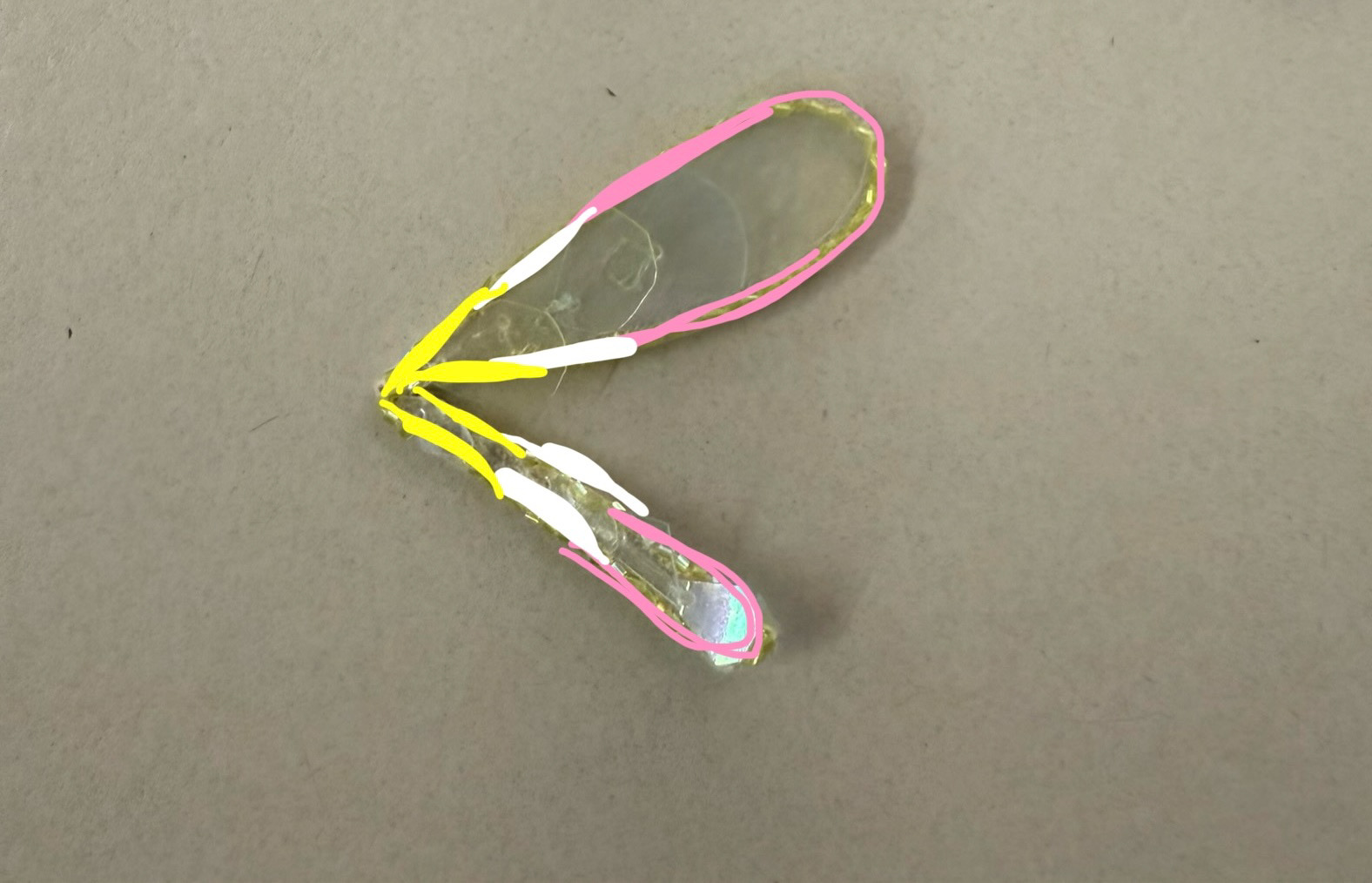 Wing color edits and discussions