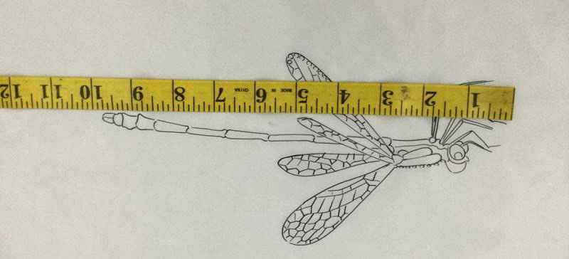 Tina's artwork and scale discussions