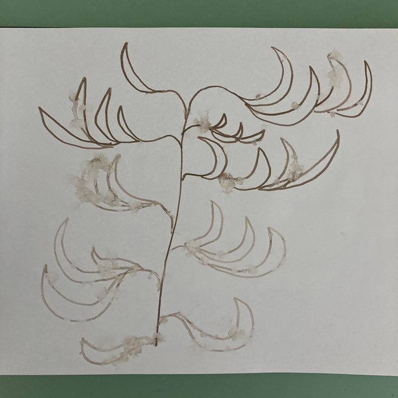 'kangaroo paw' india ink & rain on paper