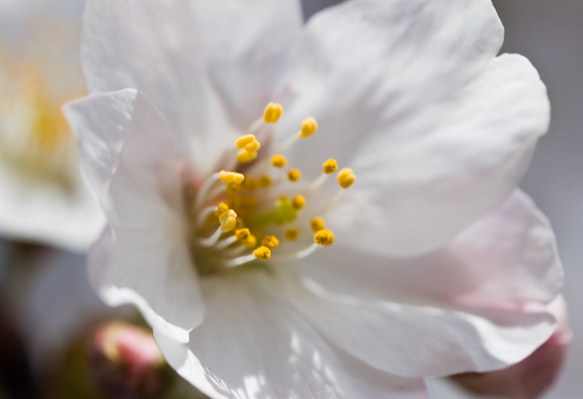 Stamen