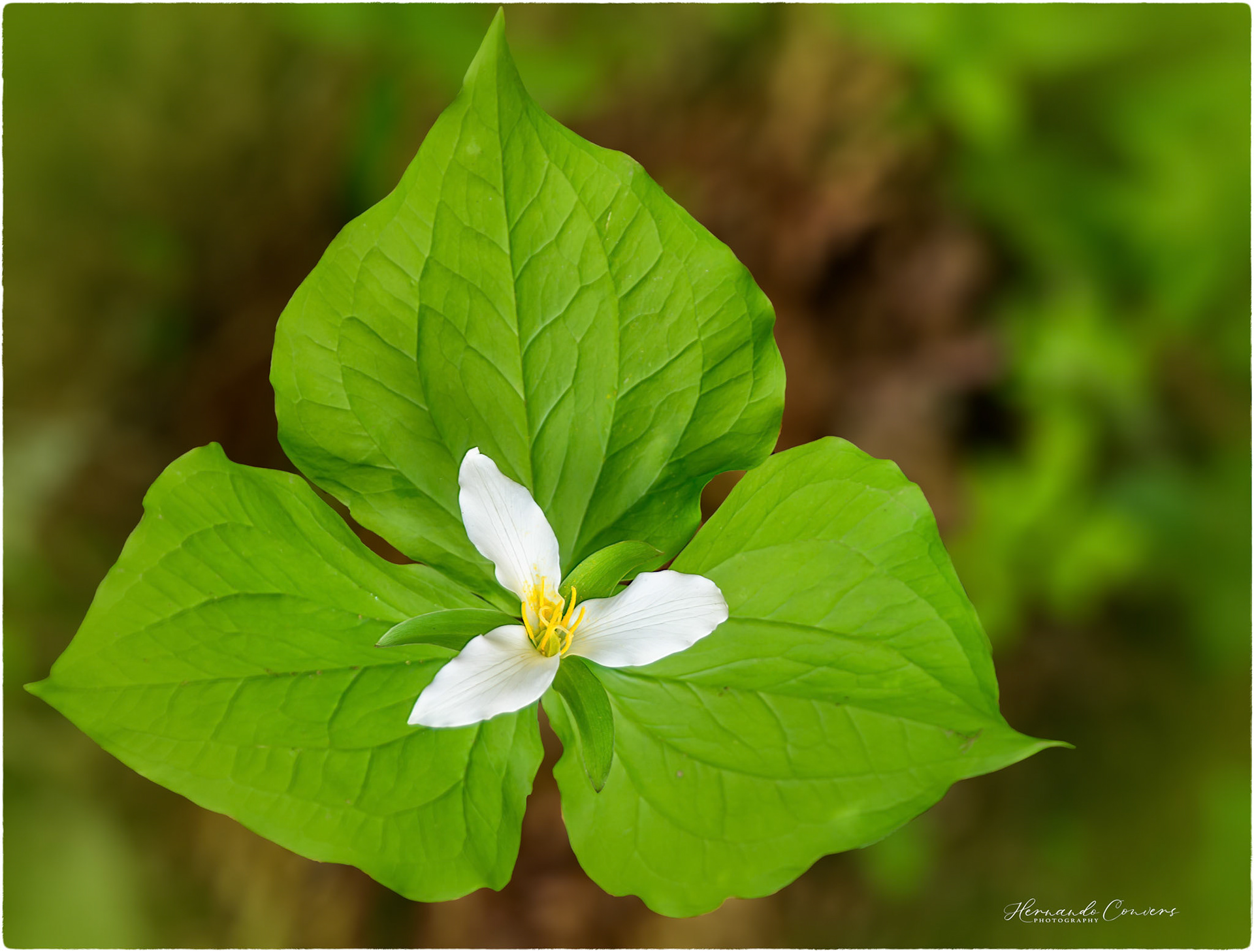 Trillium