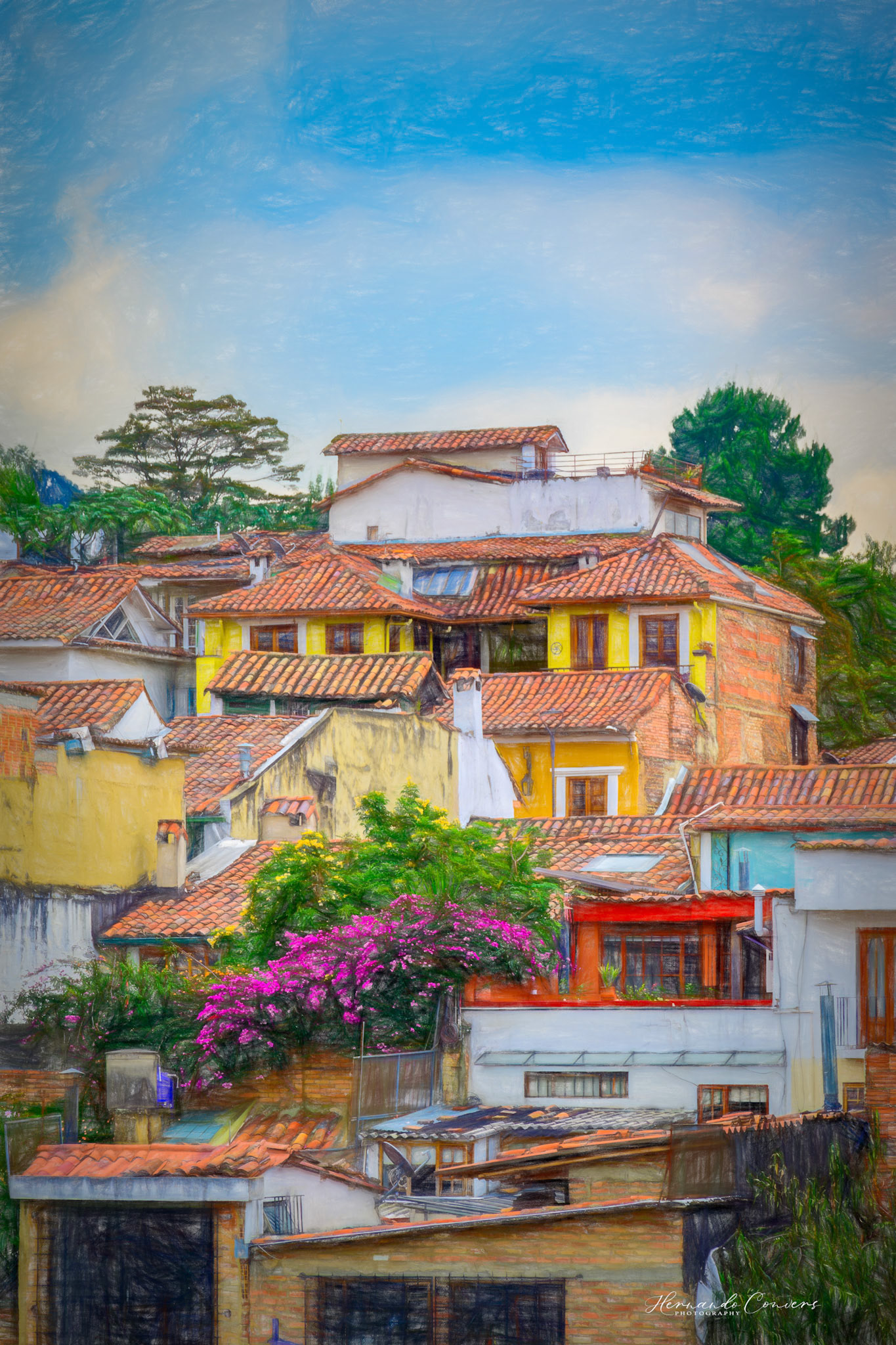 Bougainvilleas - Bogotá
