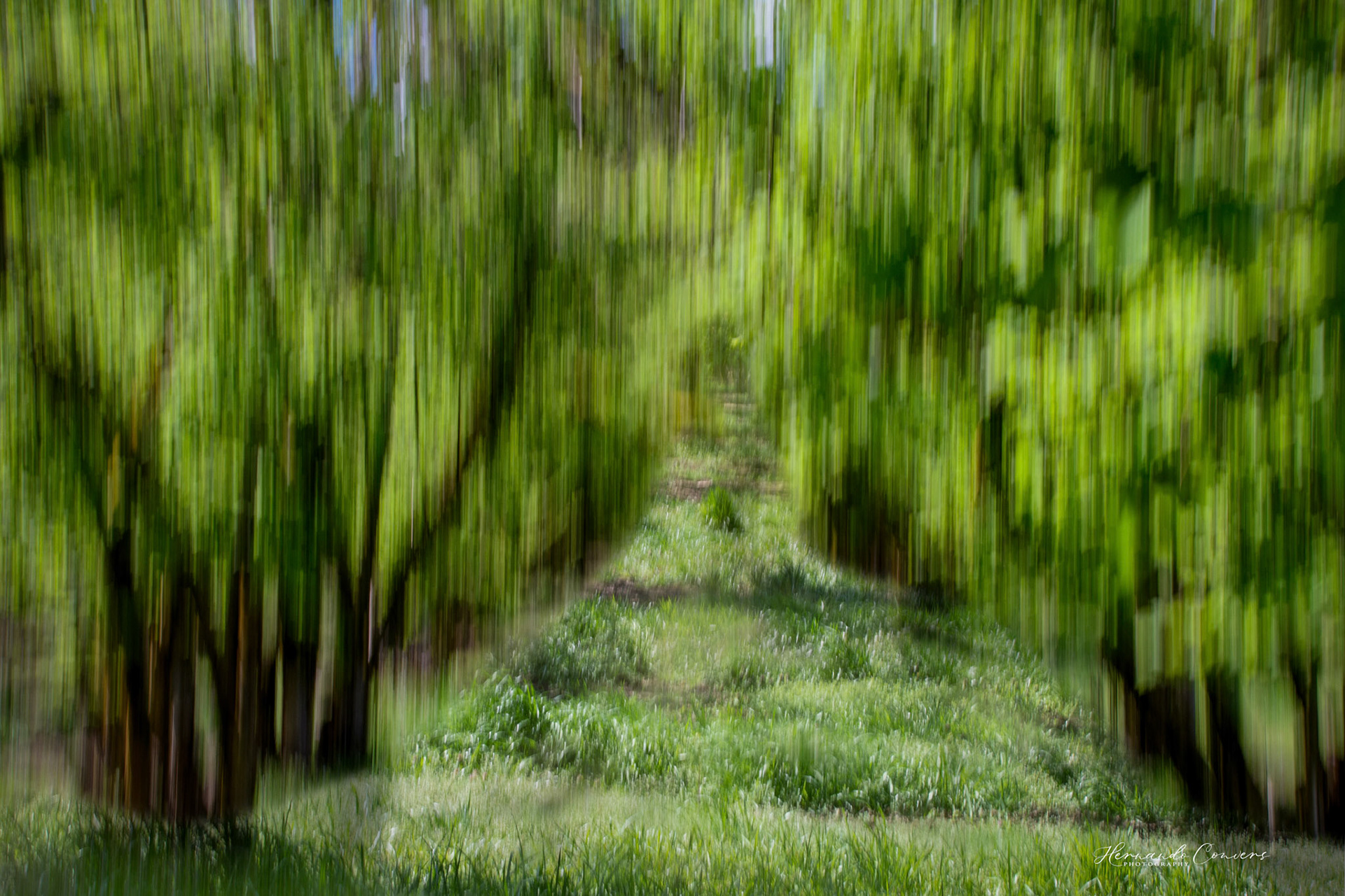 ICM 5