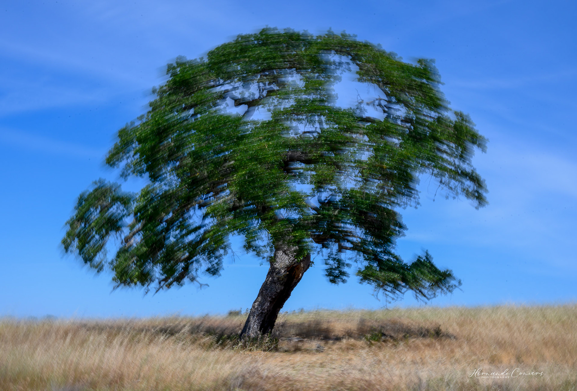 Lonely Tree