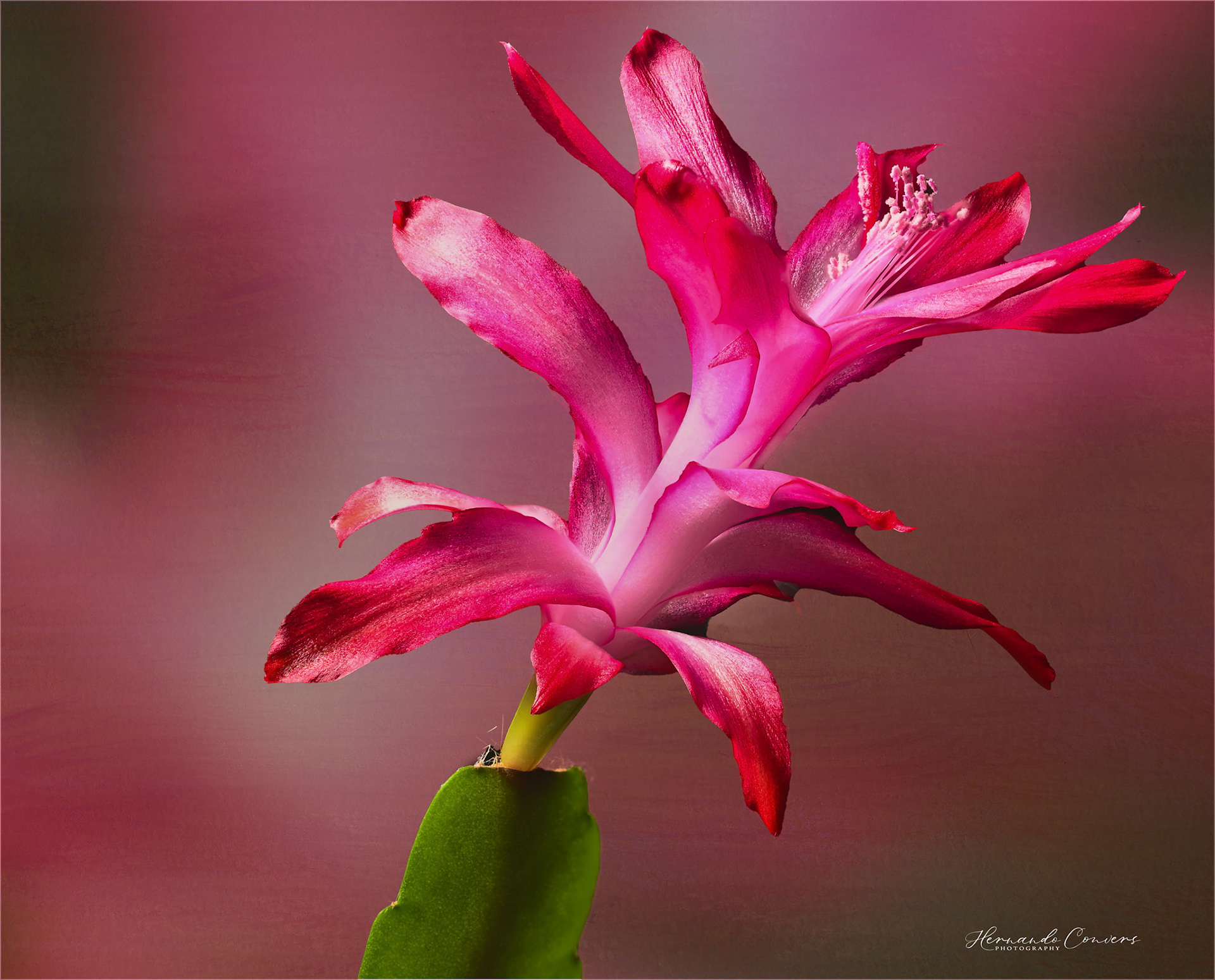 Christmas Cactus