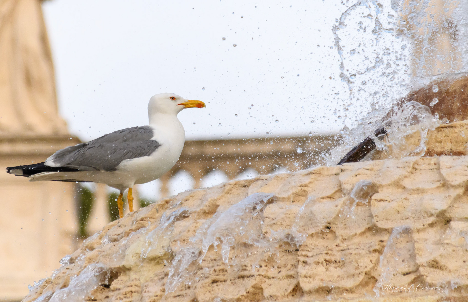 Refreshing in Saint Peter's Square - Rome
