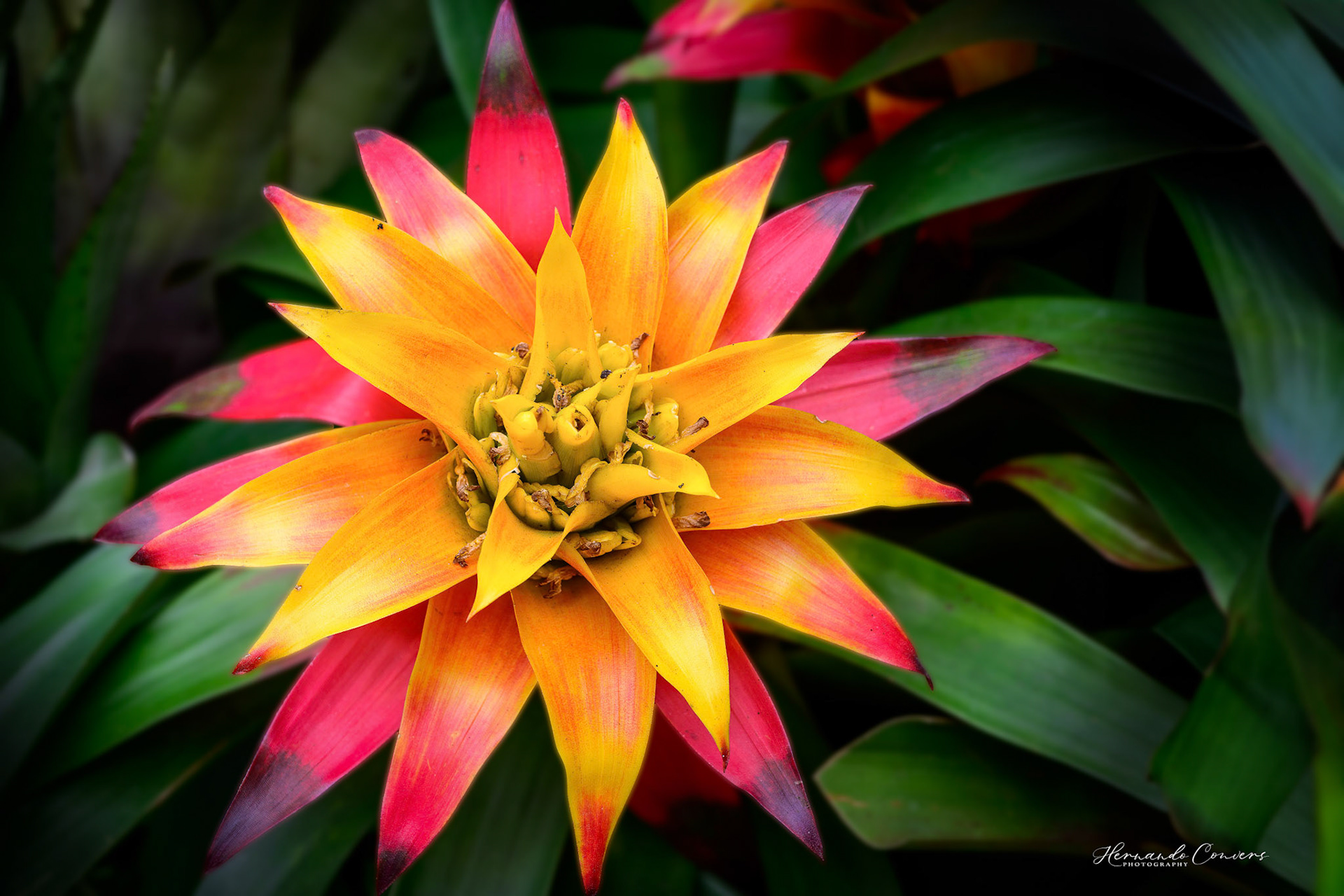 Bromelia